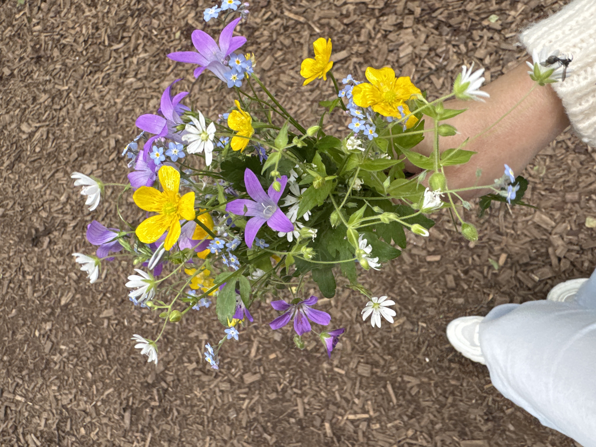 A person wearing light blue pants and a cream-colored sweater holds a bouquet of wildflowers. The bouquet consists of various colored flowers, including yellow buttercups, purple bell-shaped flowers, small white flowers, and tiny blue forget-me-nots. The flowers are arranged in a slightly messy, naturalistic style. The person's hand, with a visible watch on the wrist, is holding the stems of the bouquet. Their feet, clad in white sneakers, are visible in the lower left corner of the image. The background is a surface covered with wood chips, suggesting an outdoor setting, possibly a park or a garden path. The lighting suggests it is daytime. No specific landmarks of Bakhtiyary, Russia, are visible in the image.