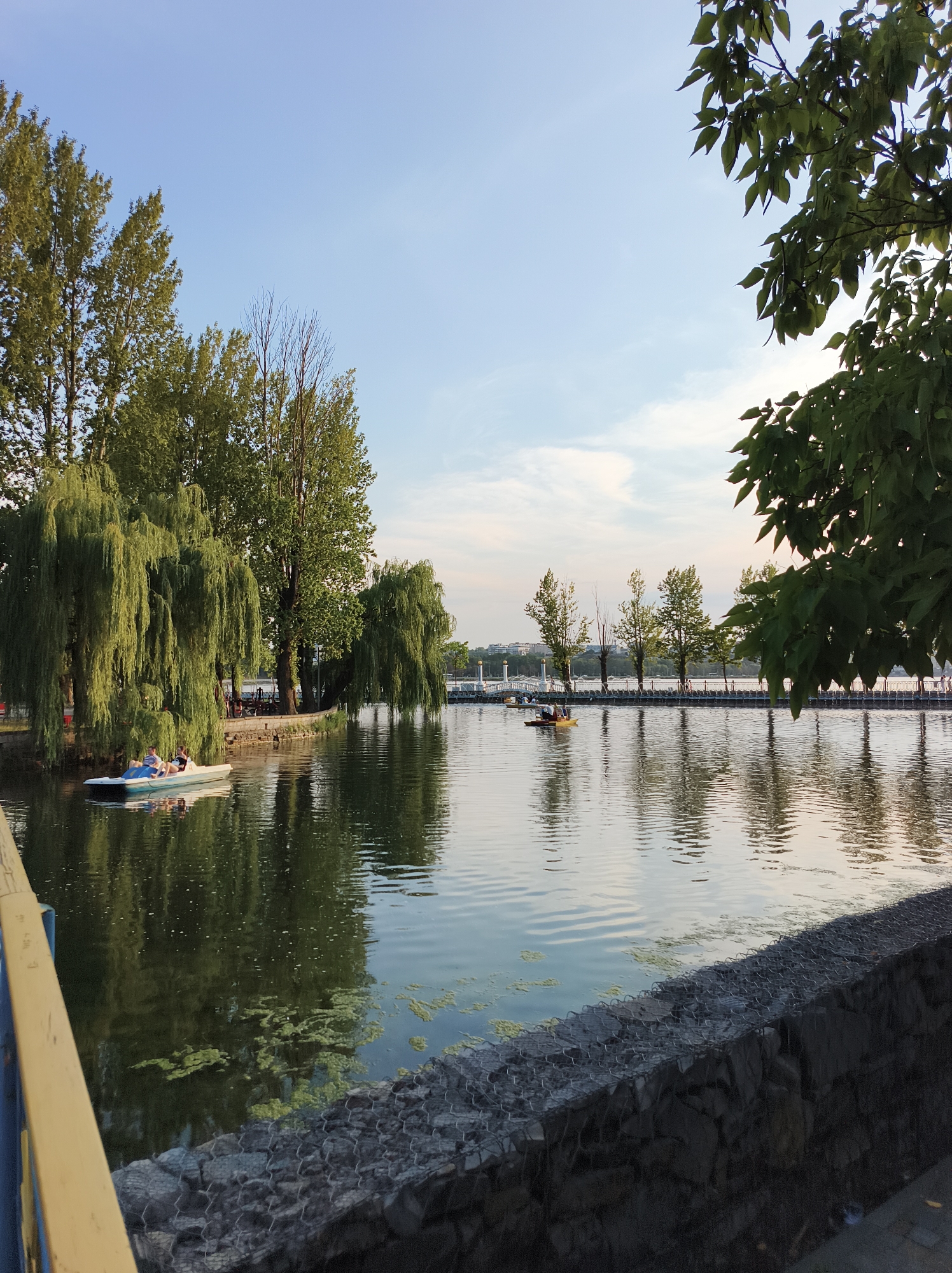 The image depicts a serene view of the Ternopil pond in Ternopil, Ukraine, during the late afternoon or early evening. The sky is a clear, pale blue with a few wispy clouds, suggesting fair weather. The sun is low in the sky, casting a warm glow and creating reflections on the water.
In the foreground, a gabion wall constructed from stones and wire mesh lines the edge of the pond. A yellow railing is partially visible on the left side of the frame. The water itself is calm, with ripples reflecting the surrounding trees and the sky. Patches of green algae are scattered across the surface of the water.
On the left side of the pond, a white paddleboat with two people is visible. They appear to be enjoying a leisurely ride on the water. Behind the paddleboat, lush green weeping willow trees dominate the bank, their branches cascading down towards the water. Other trees, with fuller canopies, are also present.
Further across the pond, a walkway or promenade runs along the opposite bank. Several trees with lighter green foliage are planted along this promenade. A white bridge or overpass can be seen in the distance, spanning the water. Another yellow paddleboat with two occupants is visible near the promenade. People can be seen walking along the promenade, enjoying the scenery. The overall atmosphere is one of tranquility and recreation.