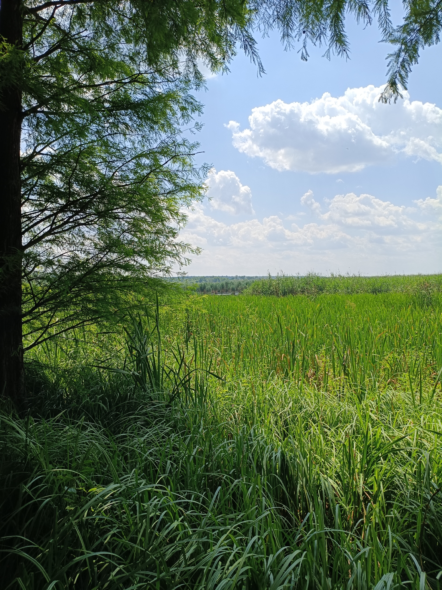 The image captures a natural landscape, likely a wetland or marsh, in Comana, Romania. In the foreground to the left, the dark, textured bark of a tree trunk is visible, with its feathery green foliage extending into the upper left quadrant. The majority of the image is filled with a dense, vibrant green field of tall grasses and reeds, with some interspersed brown stalks, stretching towards the horizon. The background reveals a distant line of trees and vegetation, hinting at a broader natural area. Above, a bright blue sky is dotted with fluffy white cumulus clouds, some casting soft shadows on the landscape below. The lighting suggests it is daytime, possibly mid-morning or afternoon, with the sun illuminating the scene. No people or man-made structures are evident in the frame, emphasizing the wild and undisturbed nature of the location. The scene conveys a sense of tranquility and natural beauty.