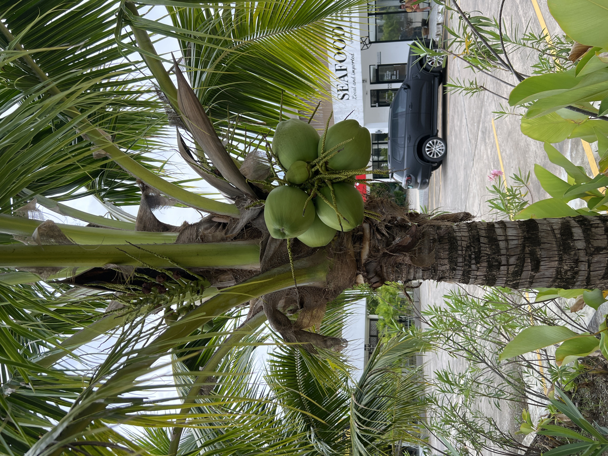 A close-up shot features a cluster of green coconuts hanging from a palm tree. The coconuts are green and appear to be young. They are attached to a thick, fibrous stem, with more of the palm tree's fronds visible in the foreground, creating a natural frame.
In the background, a modern building with large windows is visible. A sign above the entrance reads "SEAFOOD" in large, bold, white letters, with smaller text below saying "Local and Imported." A dark-colored SUV is parked in front of the building. The ground appears to be a paved parking lot with yellow lines marking the parking spaces.
The scene is outdoors, likely in a tropical location given the presence of the palm tree and coconuts. The lighting suggests it is daytime, possibly sunny, though the sky is overcast. The overall impression is one of a serene, natural setting juxtaposed with modern infrastructure. The image is oriented vertically, with the coconuts and palm tree trunk running along the left side of the frame.