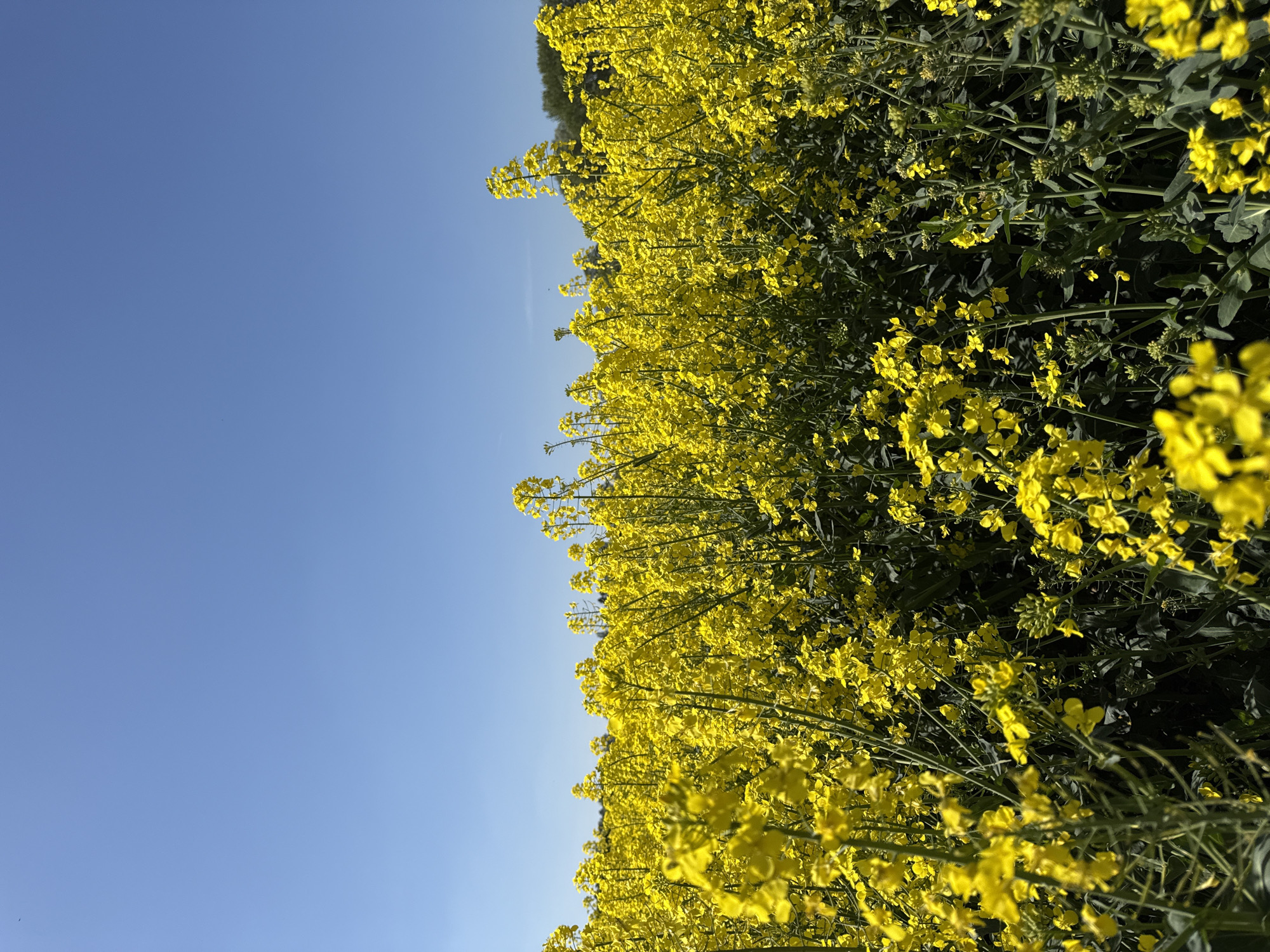 A vibrant field of bright yellow flowering plants, likely rapeseed or canola, dominates the lower and right portions of the image. The numerous yellow blossoms, interspersed with green stems and leaves, extend from the foreground towards a distant horizon. Above the field, a vast, clear blue sky occupies the upper and left sections of the frame, devoid of clouds. A faint line of darker green vegetation or trees can be seen in the distance, just below the horizon, where the field meets the sky.
The lighting is bright and natural, suggesting a clear, sunny day, possibly in the morning or late afternoon, as indicated by the even illumination on the flowers. No people, animals, or man-made structures are visible. The scene captures a moment of natural beauty in an agricultural setting, characteristic of rural landscapes. The overall impression is one of peace and natural abundance. Based on the provided context, this scene is located in North Hertfordshire, United Kingdom. There is no visible text in the image.