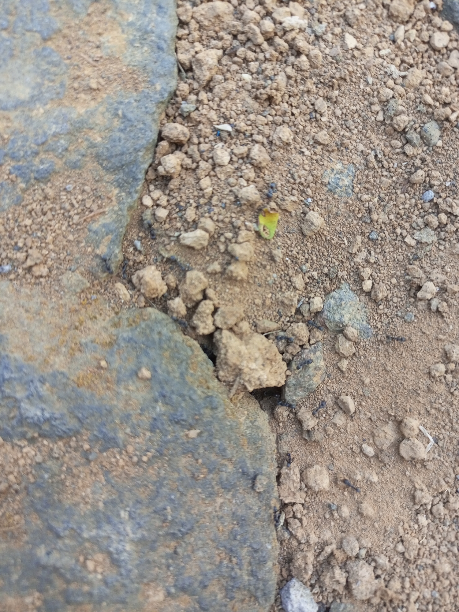 A close-up, high-angle shot captures a small patch of dry, sandy earth interspersed with small pebbles and larger rocks. The earth is a light brown, with darker brown clumps and a scattering of lighter, greyish pebbles. In the foreground, a large, rough-textured rock with bluish-grey and brown-weathered surfaces occupies the left side and extends into the bottom of the frame. The rock's edge is sharp and irregular, meeting the surrounding earth.
Scattered throughout the earthy area are several dark-colored ants. Some are isolated, while others appear to be moving in a line or clustered together, suggesting they are foraging or in transit. One ant is visible near the bottom left edge of the frame, and several more are scattered across the middle and right sections of the image. A single, small, bright green leaf lies on the ground in the upper middle portion of the frame.
The environment appears to be outdoors in a dry, possibly arid or semi-arid, location. The presence of ants and the dry earth suggest a terrestrial habitat, potentially a park, garden, or unpaved area within the city of Jatipurno, Indonesia, given the provided context. The scene is devoid of any human presence or man-made structures, focusing solely on the natural elements of the ground surface and the small insect life.