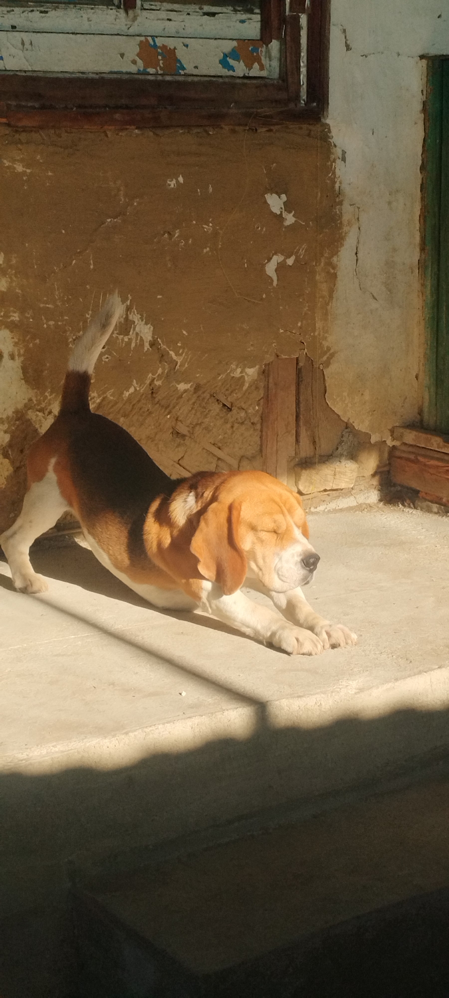 A tri-colored beagle dog is stretching on a concrete surface in what appears to be an outdoor area. The dog is facing right with its eyes closed, its front legs extended forward and its hindquarters raised. The background consists of a distressed, textured wall with peeling paint and some exposed wooden elements, possibly part of an old building. Sunlight casts a shadow across the concrete in the foreground. The scene is set in Yaroslavskaya, Russia.
