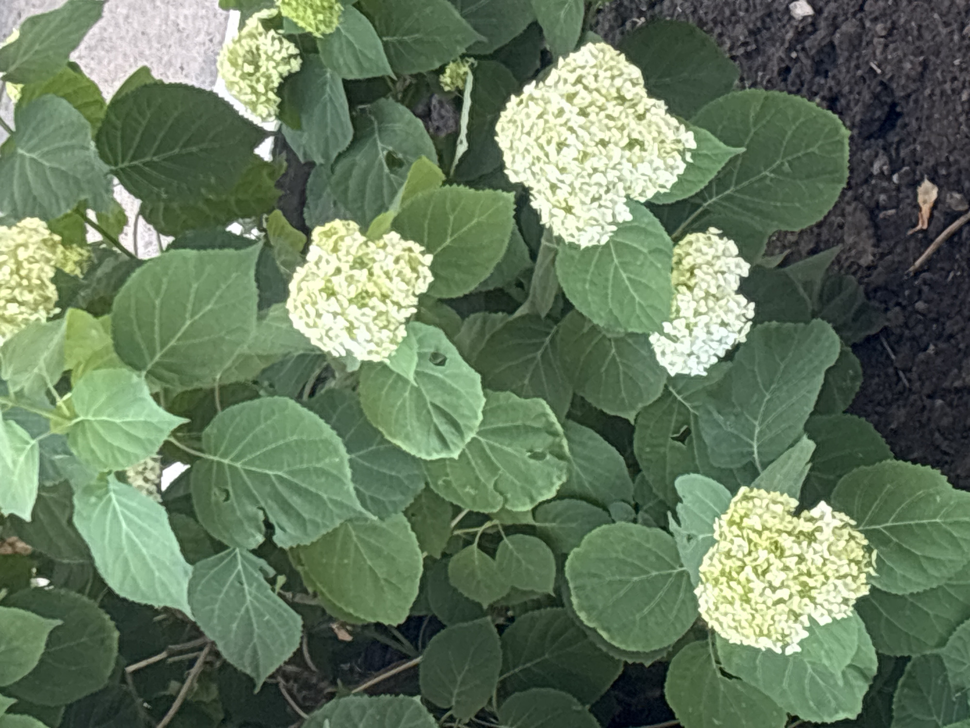 The image displays a close-up view of a hydrangea plant. The plant is in bloom, with several clusters of small, white flowers. The leaves are a deep green and appear to be broad and textured. The plant is situated outdoors, with dark soil visible in the background, suggesting it is planted in a garden or natural setting. The lighting suggests it is daytime, possibly overcast, as there are no strong shadows. The overall impression is one of natural beauty and growth, with a focus on the texture and color of the foliage and flowers. There is no visible text in the image. The location context provided is Svkh Maslovskiy 1 Otdeleniye, Russia.