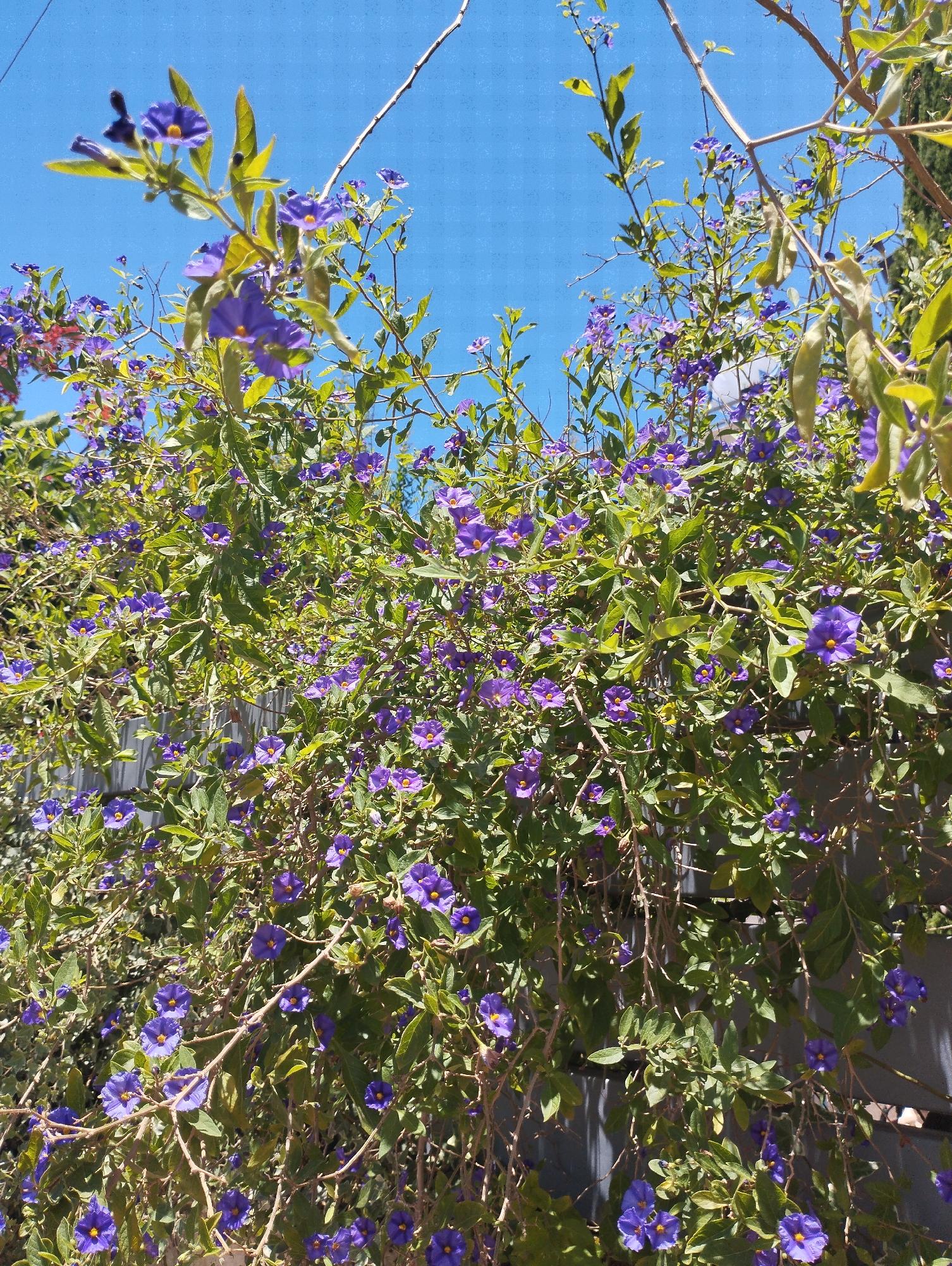 This is a close-up, upward-facing shot of a flowering vine against a bright blue sky. The vine is densely covered in small, vibrant purple flowers with yellow centers, and lush green leaves. Thin, woody branches weave through the foliage. The overall impression is one of abundant natural growth.
The scene appears to be outdoors during the day, with bright sunlight casting shadows and highlighting the textures of the leaves and flowers. The clear blue sky suggests fair weather. A dark grey fence is partially visible behind the dense foliage, acting as a backdrop. The vegetation appears healthy and is in full bloom, indicating a season conducive to flowering, likely spring or summer.
Given the location context of Zikhron Yaakov, Israel, this plant is likely a common garden or wild plant found in the Mediterranean climate of the region. There are no people, objects other than the fence, or visible text in the image. The focus is entirely on the natural beauty of the flowering vine. The image evokes a feeling of natural beauty and vibrant life.