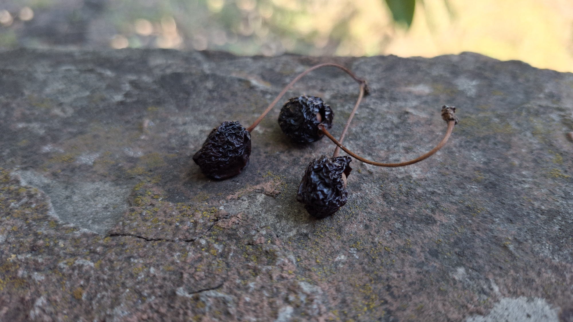 Three dried, dark berries, each with visible wrinkles and stems, rest on a textured, gray stone surface. The stone has patches of lichen and appears weathered. The background is blurred, showing hints of green foliage and yellow light, suggesting an outdoor setting. There are no people or animals present. The scene is static and appears to be a still life composition. The location is identified as Shyriaieve, Ukraine.