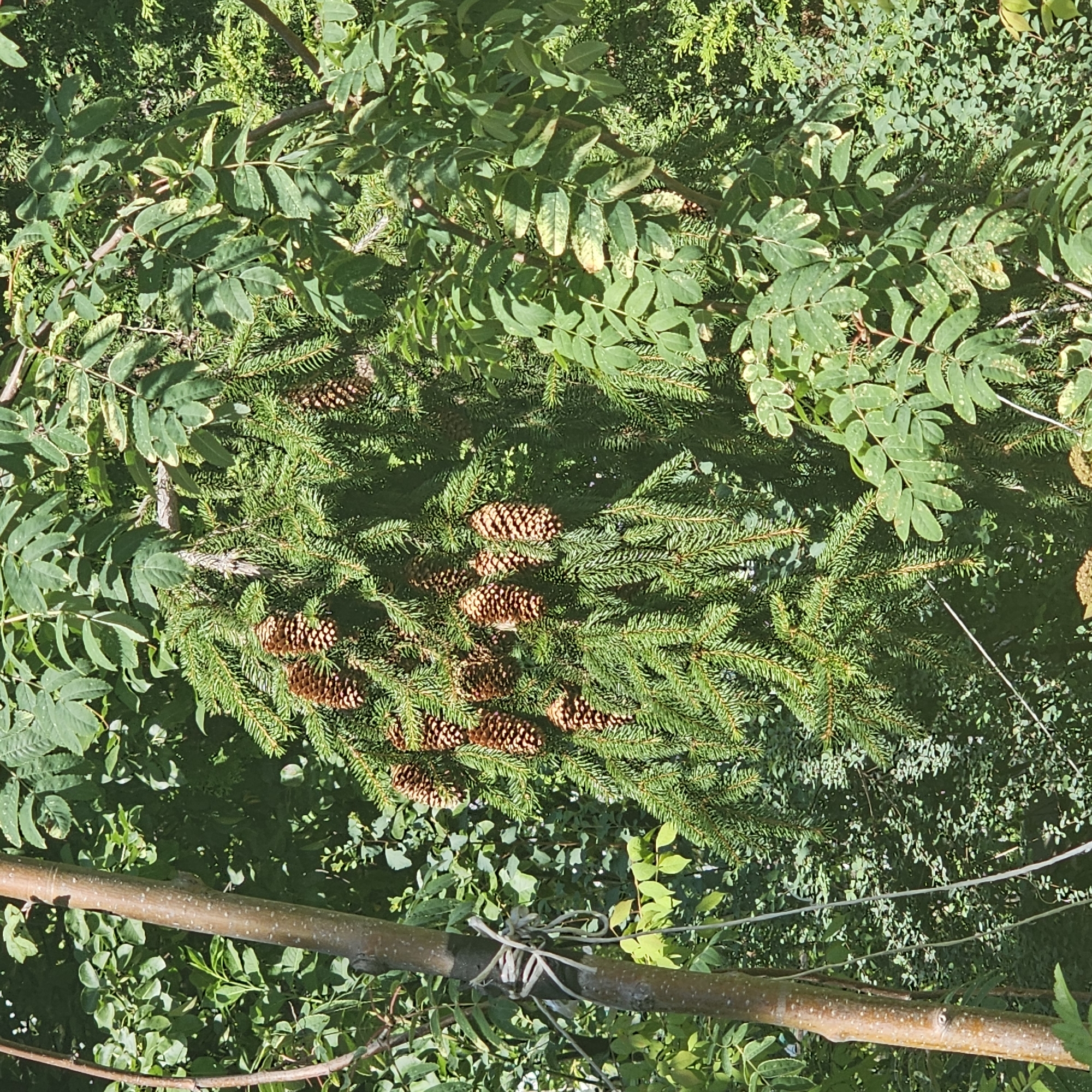 The image displays a close-up view of a tree branch laden with numerous brown pine cones, set against a backdrop of lush green foliage. The branch is part of a conifer, likely a spruce, with its characteristic short, sharp needles. The pine cones vary in size and are clustered densely along the branch, some pointing downwards and others horizontally. Interspersed with the conifer are the leaves of another plant, possibly a deciduous tree or shrub, with compound leaves that appear lighter green in places, suggesting possible sun damage or variegation. A thin, rough-barked tree trunk with some white speckles is visible on the left side of the frame, with a piece of white rope tied around it. The overall environment appears to be a natural, sun-dappled setting. There are no people or animals visible in the image. The scene is captured from a slightly elevated perspective, looking into the canopy of trees. The lighting suggests it is daytime, with sunlight filtering through the leaves, creating areas of light and shadow. There is no specific information or visual cues within the image that would allow for pinpointing its location within the city of Moscow, Russia.