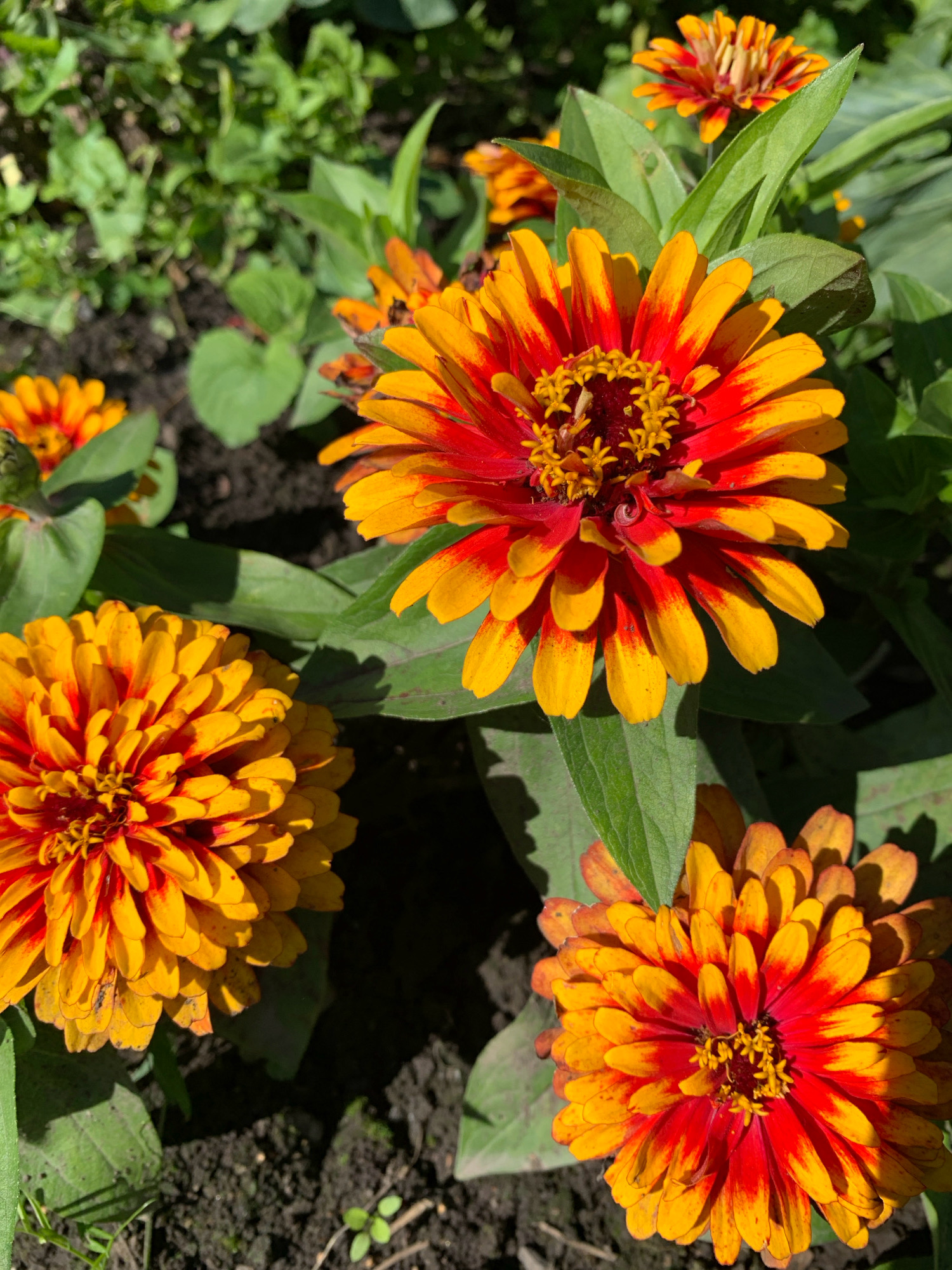 In Novostroika, Russia, a close-up shot captures a cluster of vibrant zinnia flowers blooming in dark soil. The flowers exhibit a striking bicolored pattern, with petals transitioning from deep red at the center to a bright orange-yellow at the edges. Sunlight illuminates the scene, casting soft shadows and highlighting the intricate details of the petals and the central stamen. Lush green foliage surrounds the flowers, creating a natural garden setting. The image focuses on the beauty and texture of the zinnias, showcasing their delicate structure and vivid coloration.