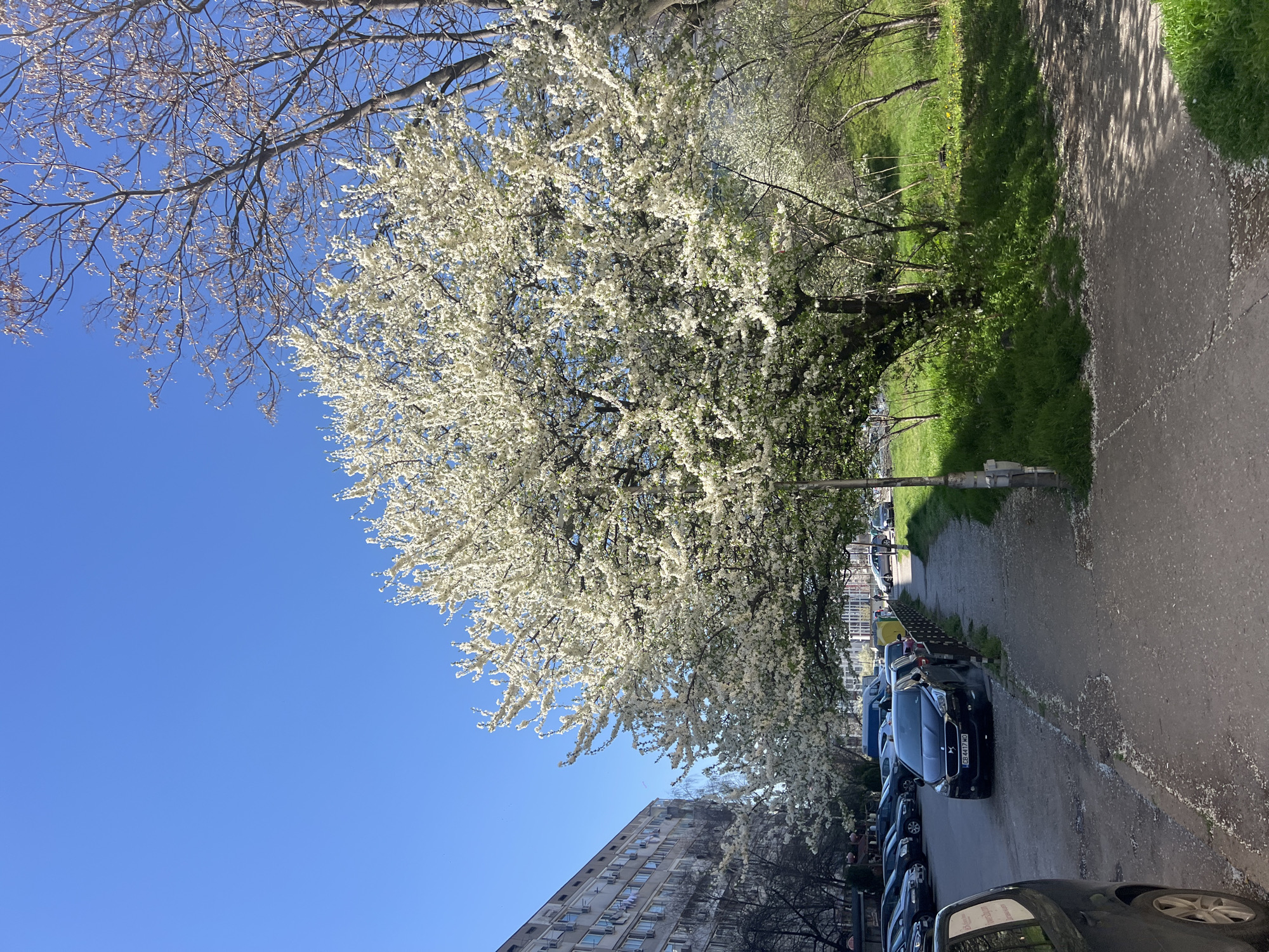 The image shows a street scene in Sofia, Bulgaria. On the right side of the image, there is a sidewalk and green grass. Along the sidewalk, a row of parked cars is visible. The trees are in full bloom with white flowers. The sky is clear and blue. A tall building can be seen on the left side of the image, which hints at an urban location, a residential area.