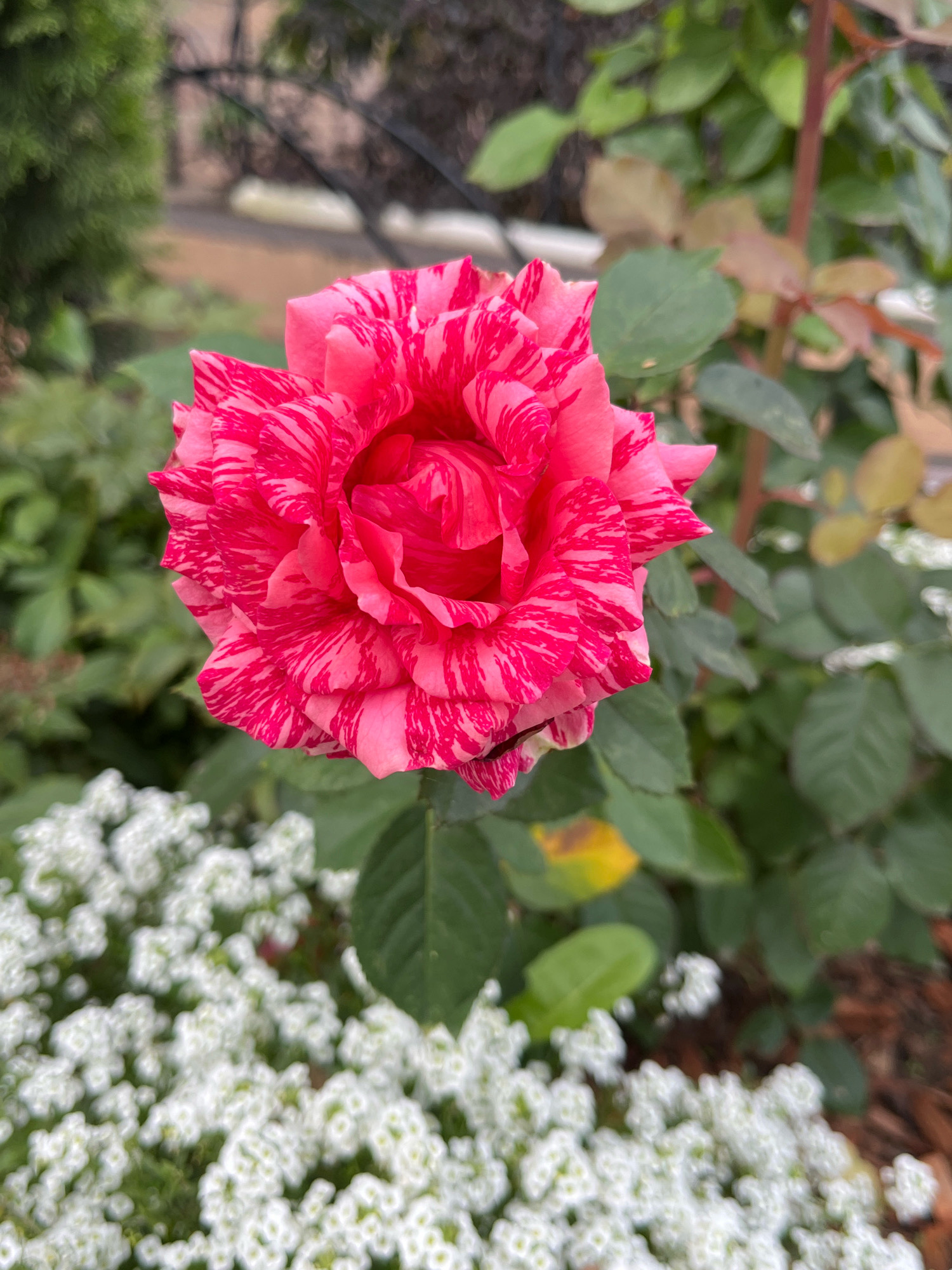 A close-up, vertical, eye-level shot captures a vibrant pink and white striped rose in full bloom. The rose, positioned in the upper right quadrant, exhibits a multitude of layered petals with a distinct marbling effect. Its stem, a reddish-brown, is visible behind the flower. In the lower half of the image, a dense bed of small, white flowers creates a soft, blurry backdrop, adding texture and contrast to the scene. The surrounding environment is lush and green, with out-of-focus foliage forming the background, suggesting a garden setting. The image lacks any visible human presence or activity and appears to be an outdoor, natural environment. No information is available to ascertain its location in Chaikovsky, Russia.