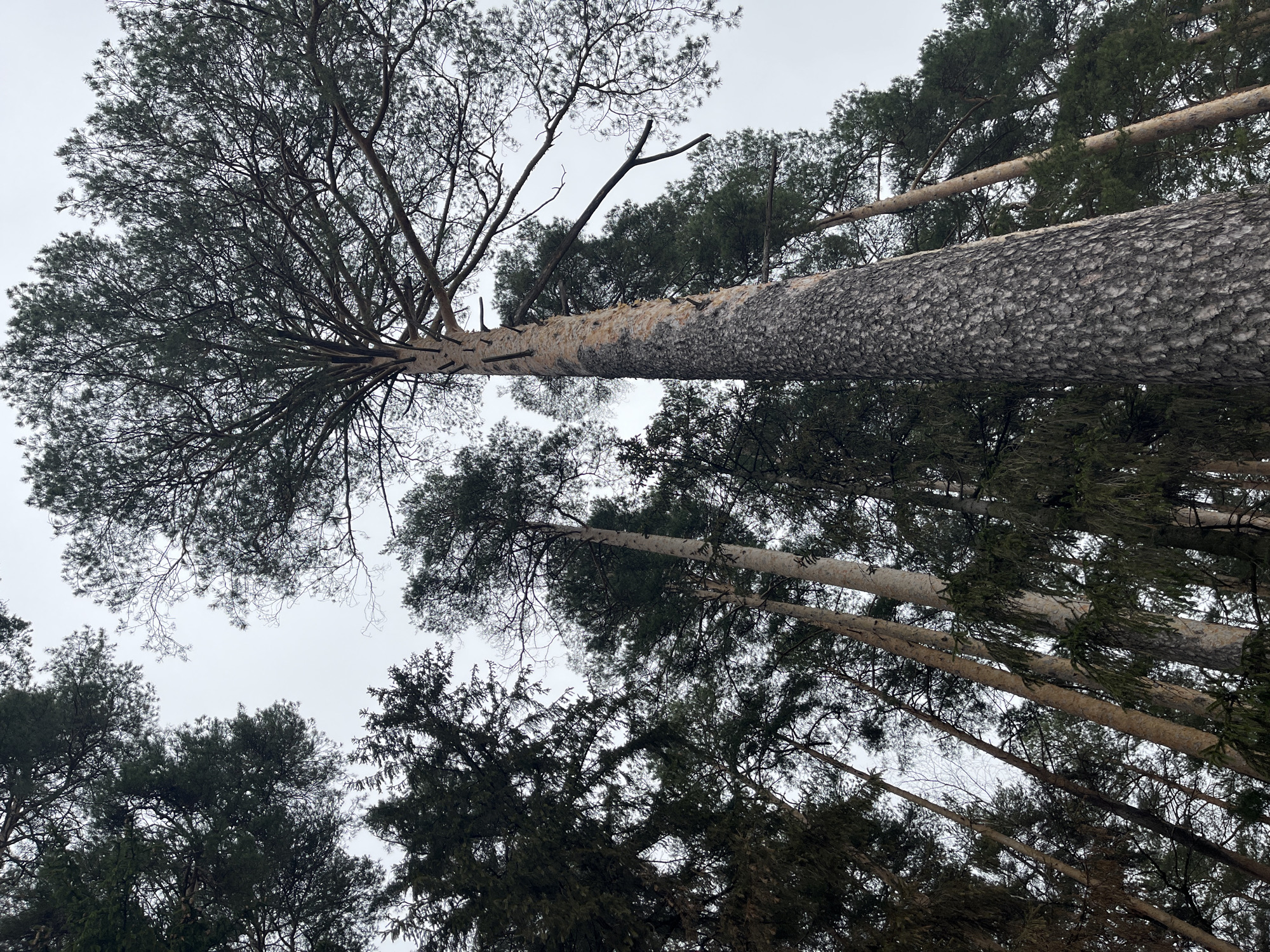 The image depicts a view looking upward into a forest canopy, with tall, coniferous trees dominating the scene. The sky is overcast, casting a diffuse light. One large tree appears to have fallen, resting horizontally between other standing trees. The bark of the fallen tree is rough and textured. Other trees are a mix of coniferous and deciduous types, with varying shades of green foliage. The location is within a wooded area in or near Chaikovsky, Russia, judging by the tree species and general landscape. No people or animals are visible.
