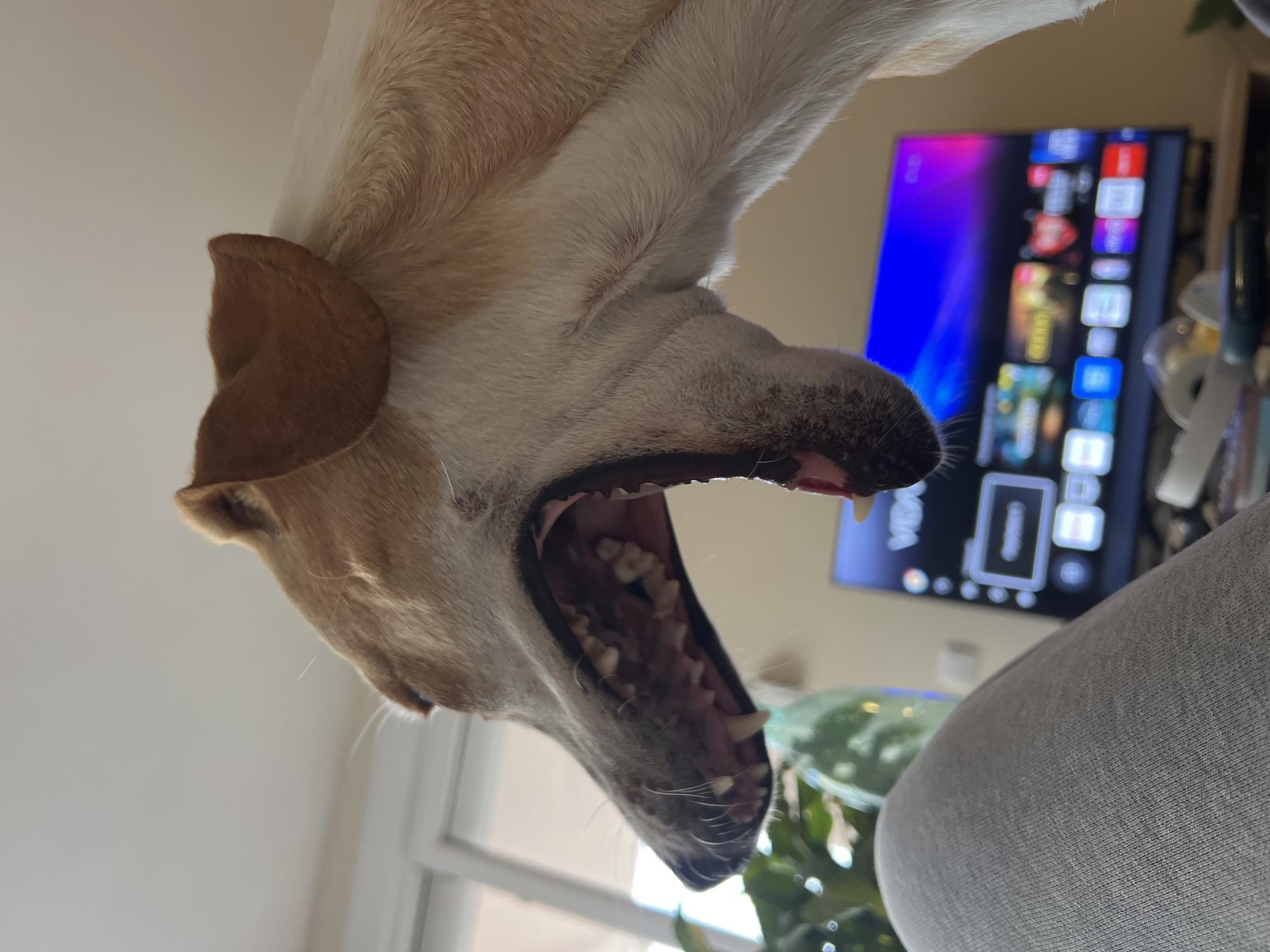 An eye-level shot captures a dog's head with its mouth wide open. The dog has tan and white fur, with a brown ear visible. Its teeth are clearly displayed in the open mouth.
In the background, a television screen displays app icons. A potted plant is partially visible as well.