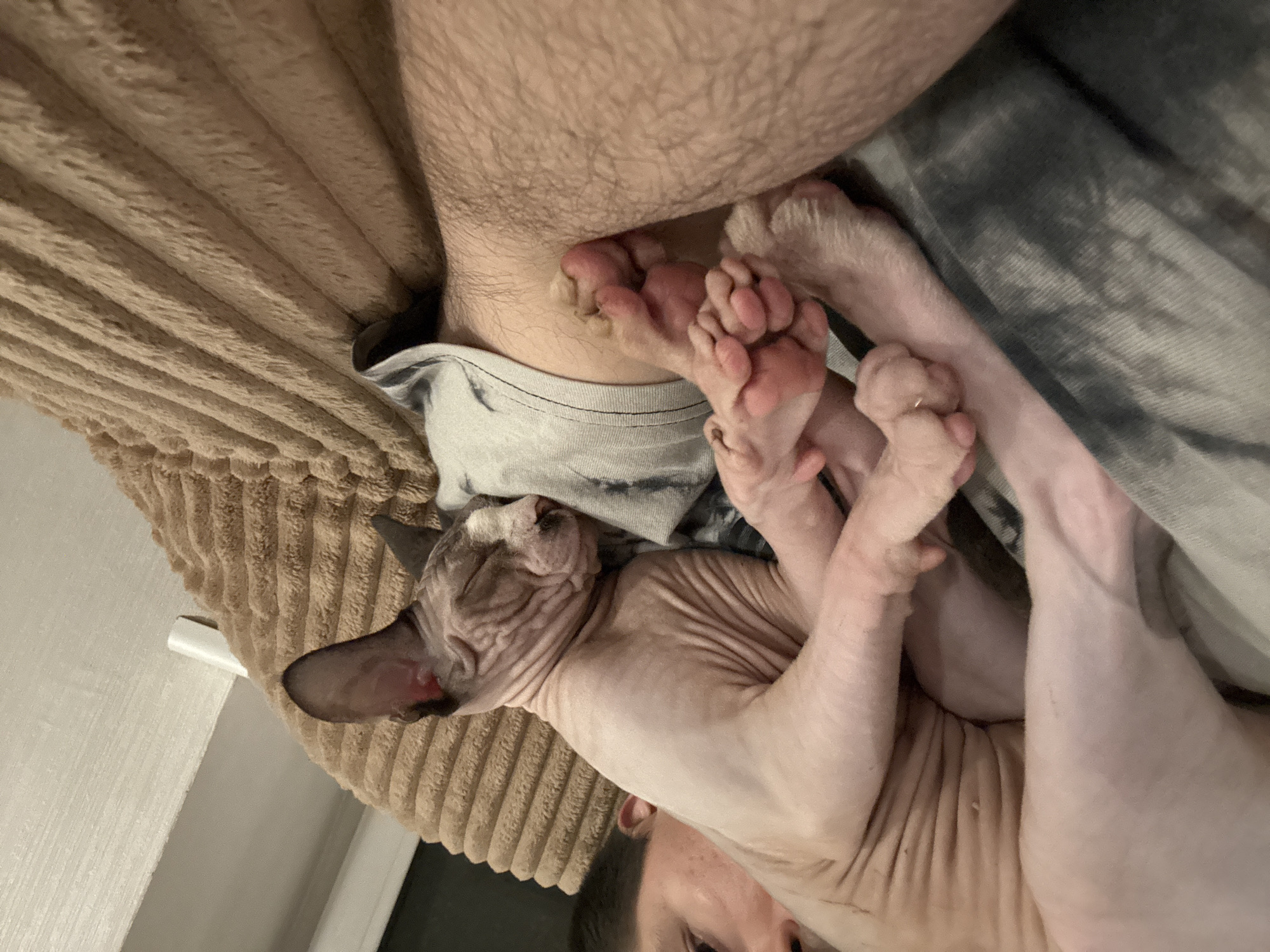 A hairless cat is sleeping on a person's lap, nestled against their chest. The cat's skin is pink and wrinkled, with dark markings around its ears. The person's face is partially visible, with dark hair and eyes. They are wearing a grey tie-dye t-shirt. The cat is resting on a fluffy brown blanket. The scene appears to be indoors, possibly in a living room or bedroom, with soft lighting.