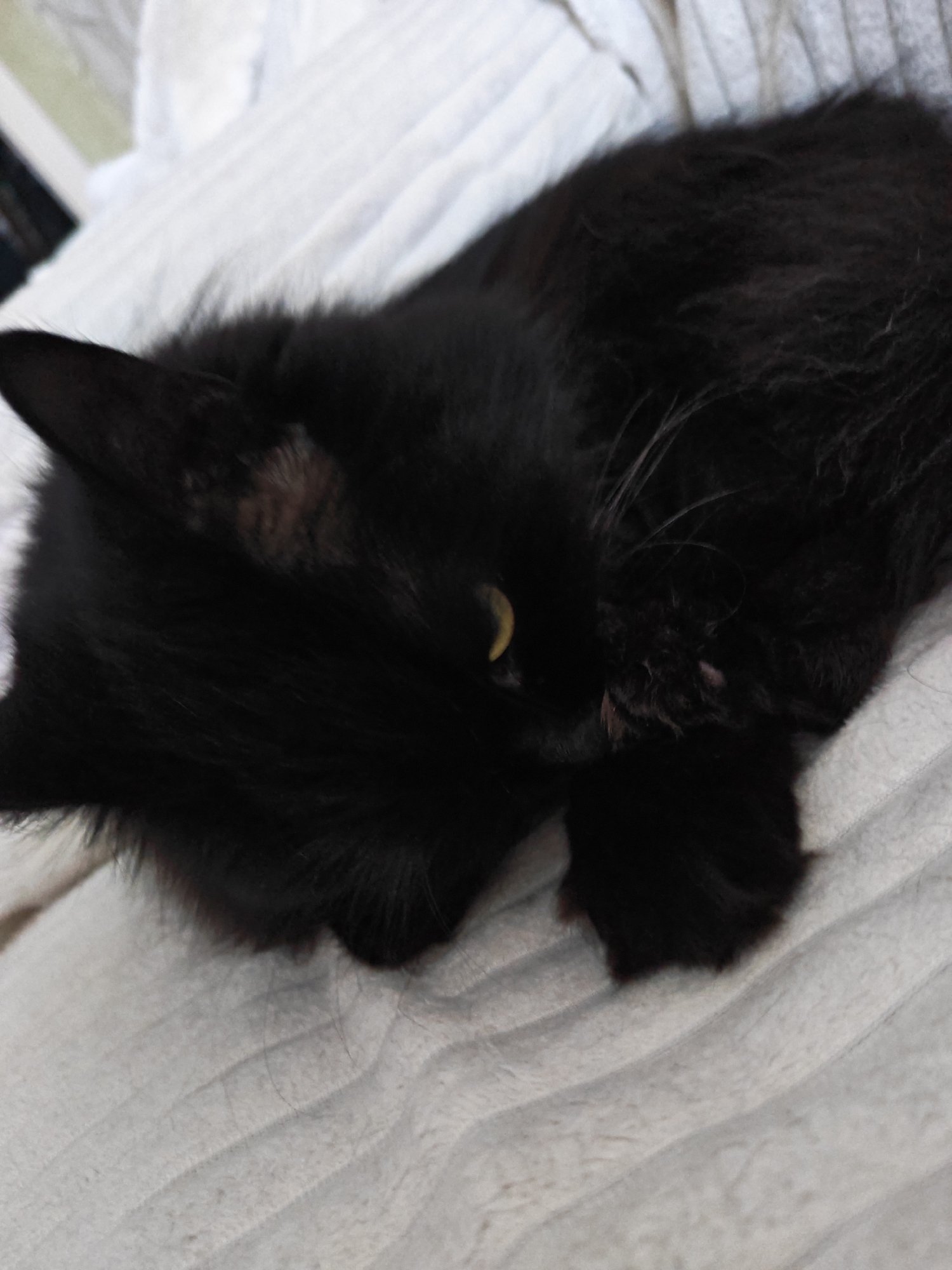 A black cat is lying on a white, textured surface, possibly a blanket or bed. The cat is mostly obscured by its fur, but one yellow eye is visible. A portion of its paw is also visible, resting on the surface. The background is out of focus but appears to be a similar white, textured material. There are no people or other animals present in the image. The scene is dimly lit, with the primary light source coming from the left, illuminating the cat's eye. The location is unknown, within the city of Unknown.