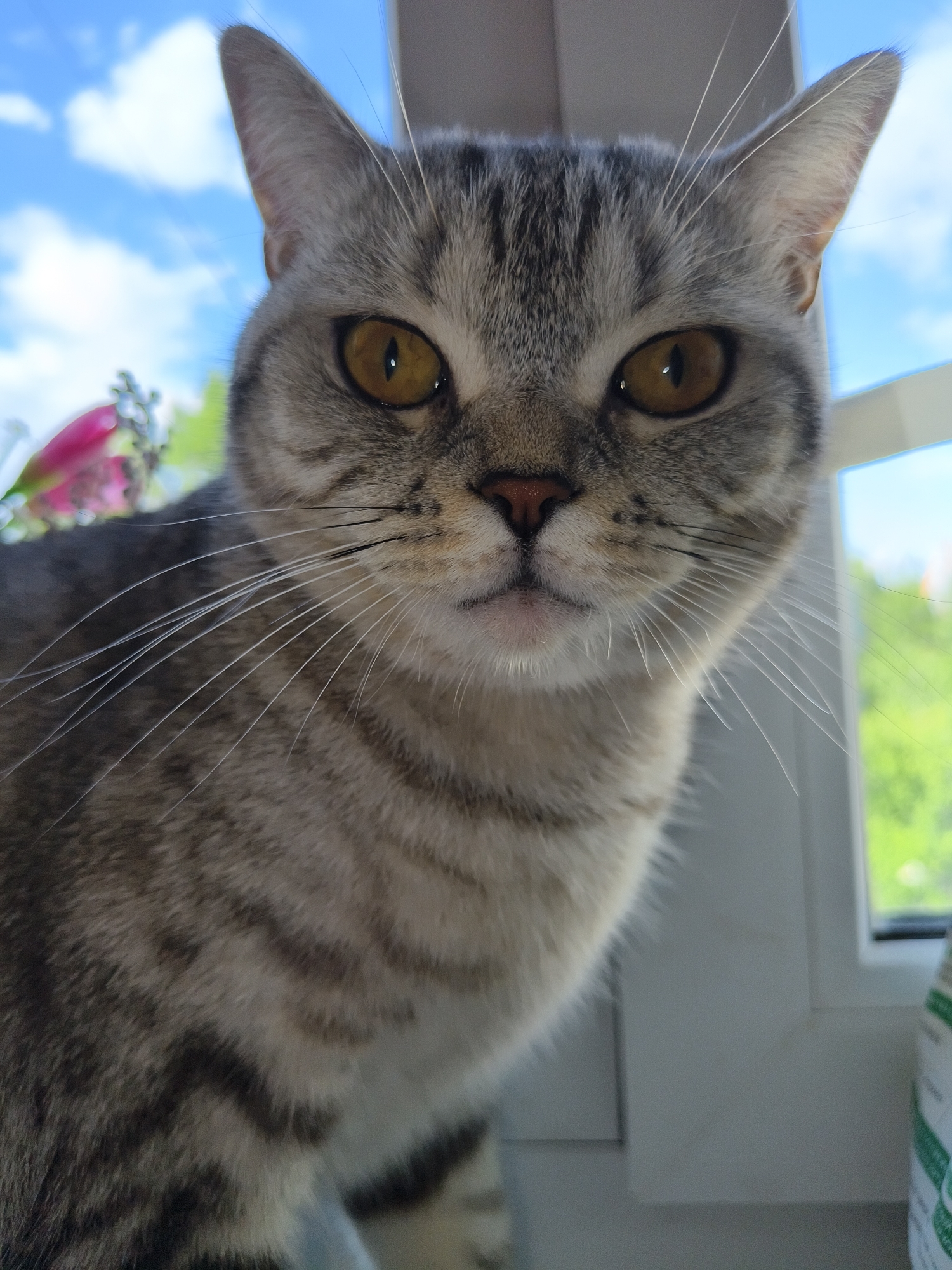 A close-up, eye-level shot shows a grey and black tabby cat sitting on a windowsill. The cat's face is the primary focus, with its large, golden eyes looking directly at the camera. Its ears are perked up, and its whiskers are fanned out. The cat's fur has distinct tabby markings.
In the background, a bright blue sky with white clouds is visible through a window. To the left of the cat's head, a blurred pink flower is also present. The windowsill appears to be white. To the right of the cat, a portion of a white object with green text is visible, possibly a container. The overall scene suggests the cat is indoors, near a window, with an outdoor view.