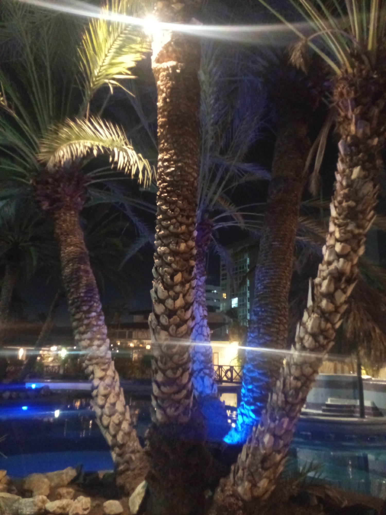 The image shows several date palm trees at night, likely located near a swimming pool with blue underwater lights. The trees are illuminated by overhead lights, with a building visible in the background, possibly located in Porlamar, Venezuela. No people are visible. The focus is on the palm trees and their textures, enhanced by the lighting. There are rocks at the base of the trees. A pedestrian bridge is discernible in the background.