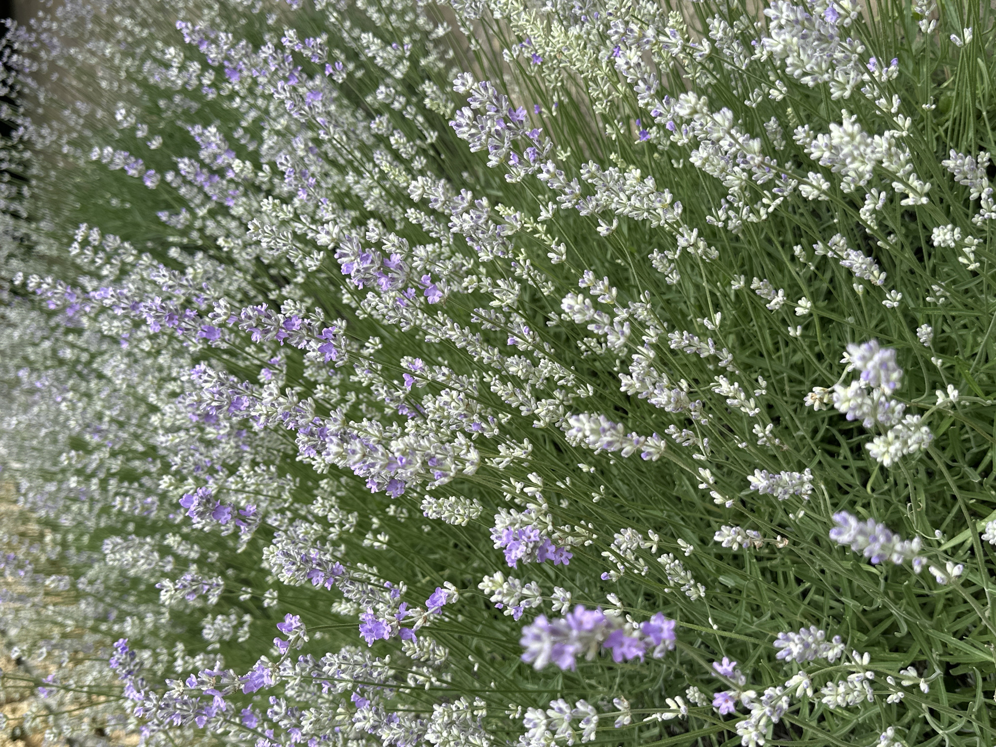 The image displays a close-up view of a field of lavender plants, with a particular focus on the blooming flowers. The lavender stalks are long and green, covered in numerous small blossoms. Some of the flowers are a soft lavender or purple hue, while others appear almost white or a very pale lilac. The plants are densely packed, creating a textured tapestry of green stems and colorful flowers. The background is a soft blur of green, suggesting a larger field or garden. The lighting appears to be natural daylight, possibly late afternoon or early morning given the soft, diffused light. There are no people or objects visible in the frame, and the focus is solely on the natural beauty of the lavender. The scene evokes a sense of tranquility and the natural beauty of a garden in bloom. There is no visible text in the image.