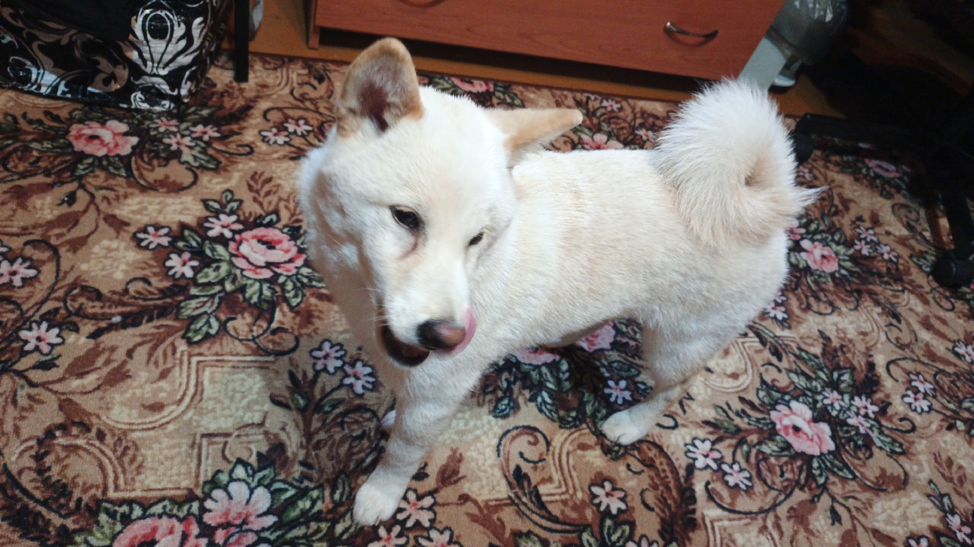 A pale-colored Shiba Inu dog is standing on a patterned carpet. The dog has a fluffy tail curled over its back and is looking down with its tongue slightly out. The carpet has a brown background with a floral pattern featuring pink roses and small white flowers. In the background, a wooden dresser and a black chair are partially visible. The scene is indoors.