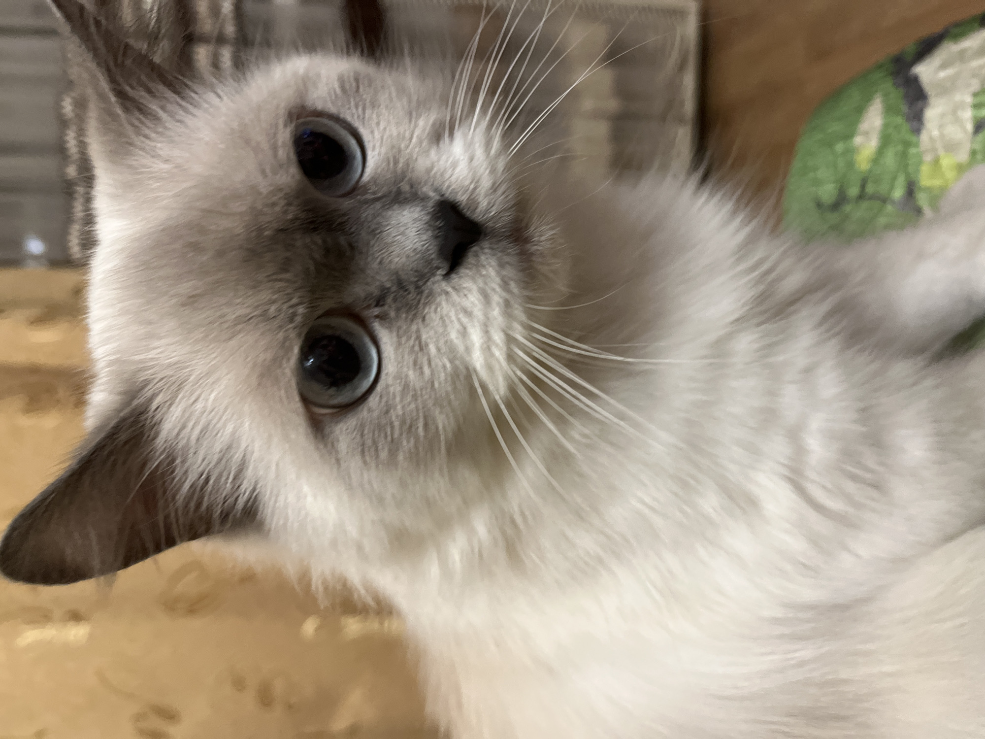 A close-up shot of a light-colored cat's face. The cat has striking blue eyes and white fur with darker points on its ears and nose. The background is slightly blurred and shows glimpses of a patterned surface, possibly fabric or wallpaper. The cat appears to be looking directly at the viewer. The city and exact location are unknown.