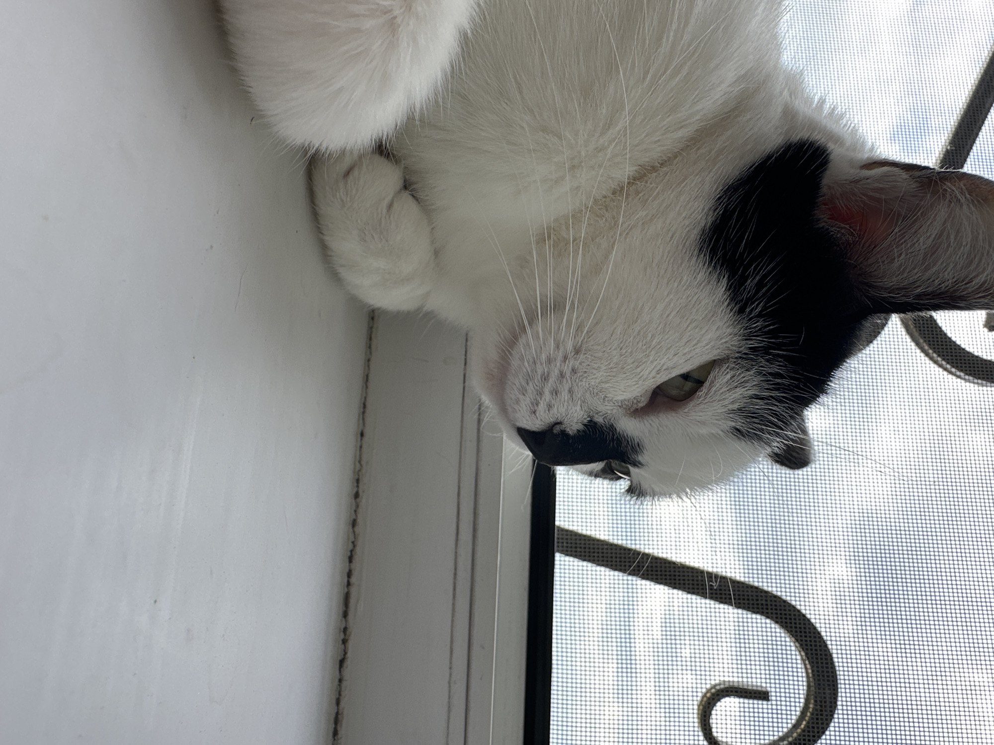 A close-up, profile view captures a black and white cat lying on a white windowsill, gazing out through a window screen at a cloudy sky. The cat's fur is predominantly white with black markings on its head, including a prominent black patch over its left eye and ear. Its paws are tucked neatly beneath its body. The windowsill appears to be made of painted wood. Behind the cat, a window screen with a decorative metal scrollwork pattern is visible. The outdoor environment beyond the screen is indistinct due to the screen's mesh and the overcast sky. The scene is devoid of any human presence or interaction. The image does not provide any specific geographical indicators that would allow for localization in Kokshetau, Kazakhstan.