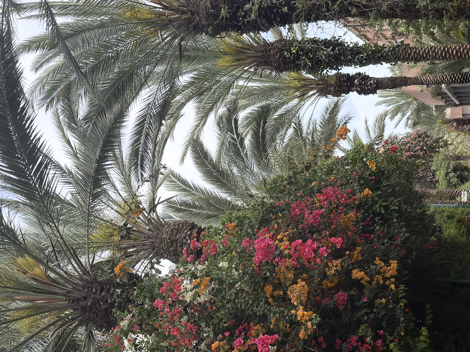 This upward-facing image captures a vibrant and lush outdoor scene, likely a garden or streetscape in Kiryat Motzkin, Israel, characterized by prominent tropical flora.
The primary subjects are several tall palm trees, their rough, dark trunks partially visible on the right and bottom left. Many of these trunks are adorned with green ivy or climbing vines. Their long, feathery fronds fan out across the upper and left portions of the frame, creating a dense canopy against a bright, overcast sky. Between the fronds, hints of yellow clusters, possibly developing dates or flowers of the palm, can be seen.
Below the palm canopy and filling the mid-ground is a spectacular display of flowering bushes, likely bougainvillea. These bushes are densely covered in clusters of small, brightly colored blossoms. Dominant colors include vivid fuchsia-pink and various shades of orange and yellow, with some white flowers also interspersed, all set against a backdrop of deep green foliage.
In the far background, behind the lush vegetation, architectural elements of buildings with light brown or tan facades are faintly discernible. The bright, even illumination suggests it is daytime, possibly a cloudy day or a shaded area, as there are no harsh shadows.
On the far right side, partially obscured by dark foliage, a small sign with Hebrew text is visible. The text appears to read "תמר 5" (Tamar 5). Given the presence of palm trees, "Tamar" (date palm) is a fitting and suggestive detail. The overall scene conveys a sense of warm climate and natural beauty.