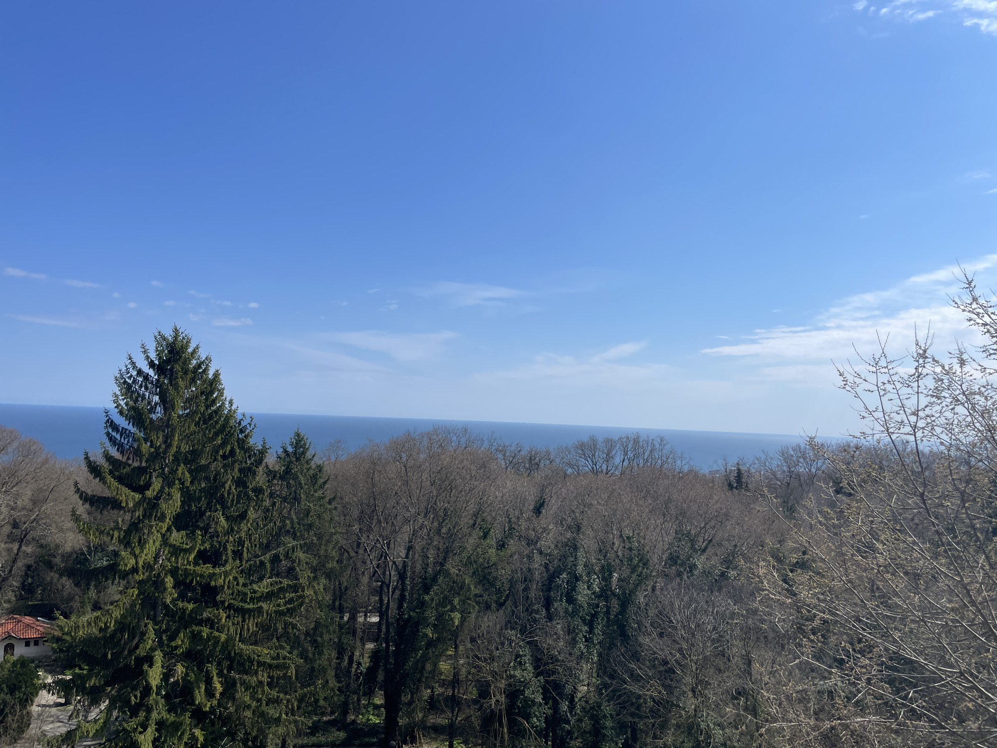 The scene depicts an elevated view, likely from a high vantage point in Varna, Bulgaria. In the foreground, a dense mix of deciduous and coniferous trees is visible. The coniferous trees, particularly one on the left, exhibit vibrant green foliage. In contrast, many deciduous trees appear bare, suggesting either late autumn or early spring. Patches of ivy are also visible on some of the tree trunks. Nestled among the trees on the left, there's a glimpse of a red-tiled roof of a structure.
In the background, the horizon line separates the forest from the dark blue waters of the Black Sea. Above the sea, the sky is a clear, pale blue, with only a few scattered clouds. The overall scene portrays a natural setting within or on the outskirts of Varna, combining woodland with a view of the Black Sea.