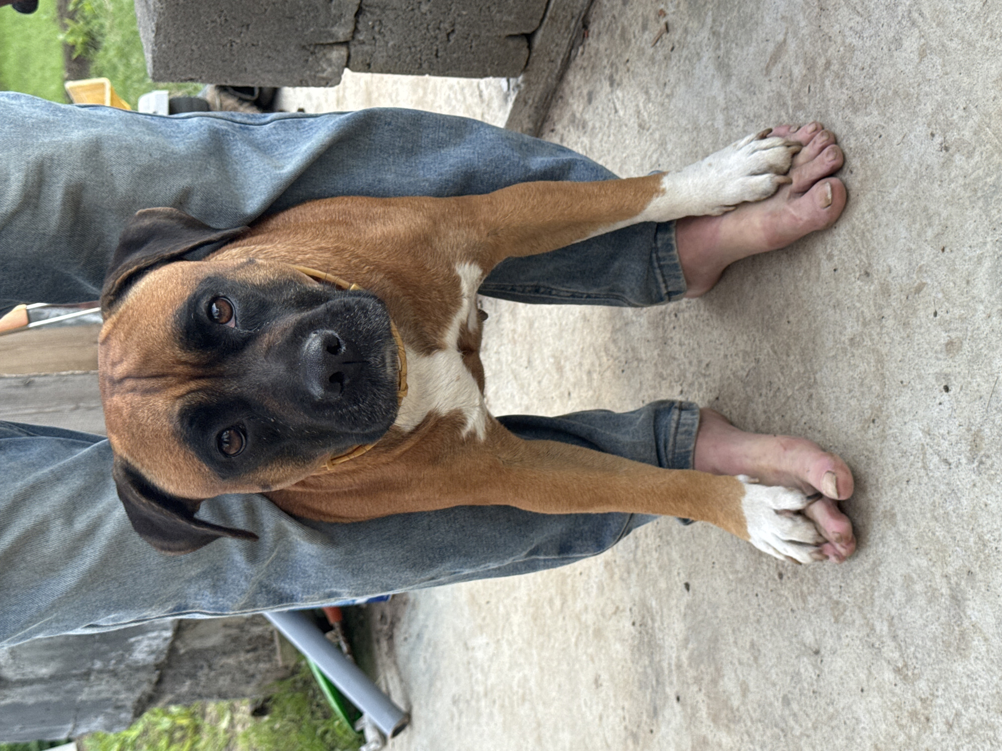 In this image, a medium-sized boxer dog with tan and black fur is resting on the lap of a person wearing blue jeans. The dog's head is turned towards the camera, its dark eyes looking directly at the viewer. A yellow collar is visible around its neck. The dog's front paws are extended, with one paw resting on the person's bare foot. The background shows a concrete surface, some greenery, and what appears to be a construction element made of grey blocks. The overall impression is one of a relaxed moment between a pet and its owner, possibly outdoors on a casual day. The lighting suggests it could be daytime.