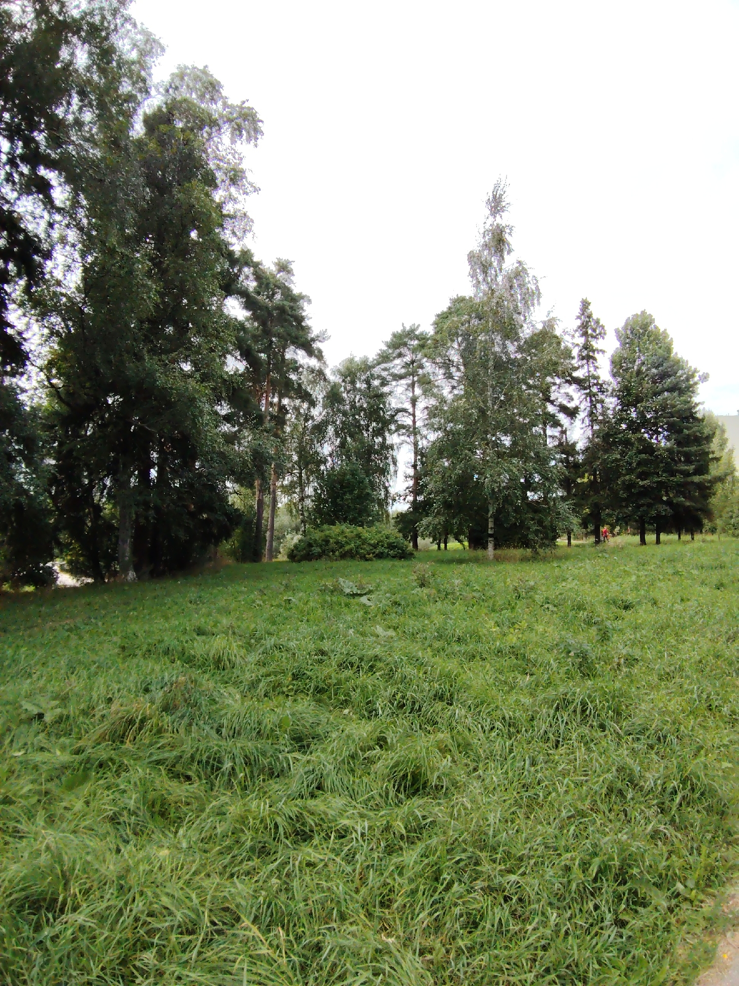 The image depicts a park with a wide expanse of lush green grass in the foreground. A variety of trees, including tall pines and birches, form a dense line in the mid-ground and background. The sky is overcast and bright white, suggesting a cloudy day. In the distance, two figures, appearing to be people, are walking amongst the trees, their red clothing contrasting with the green foliage. The overall scene is natural and tranquil, characteristic of a park setting within a city. This location is identified as being in the city of Zelenograd, Russia.
