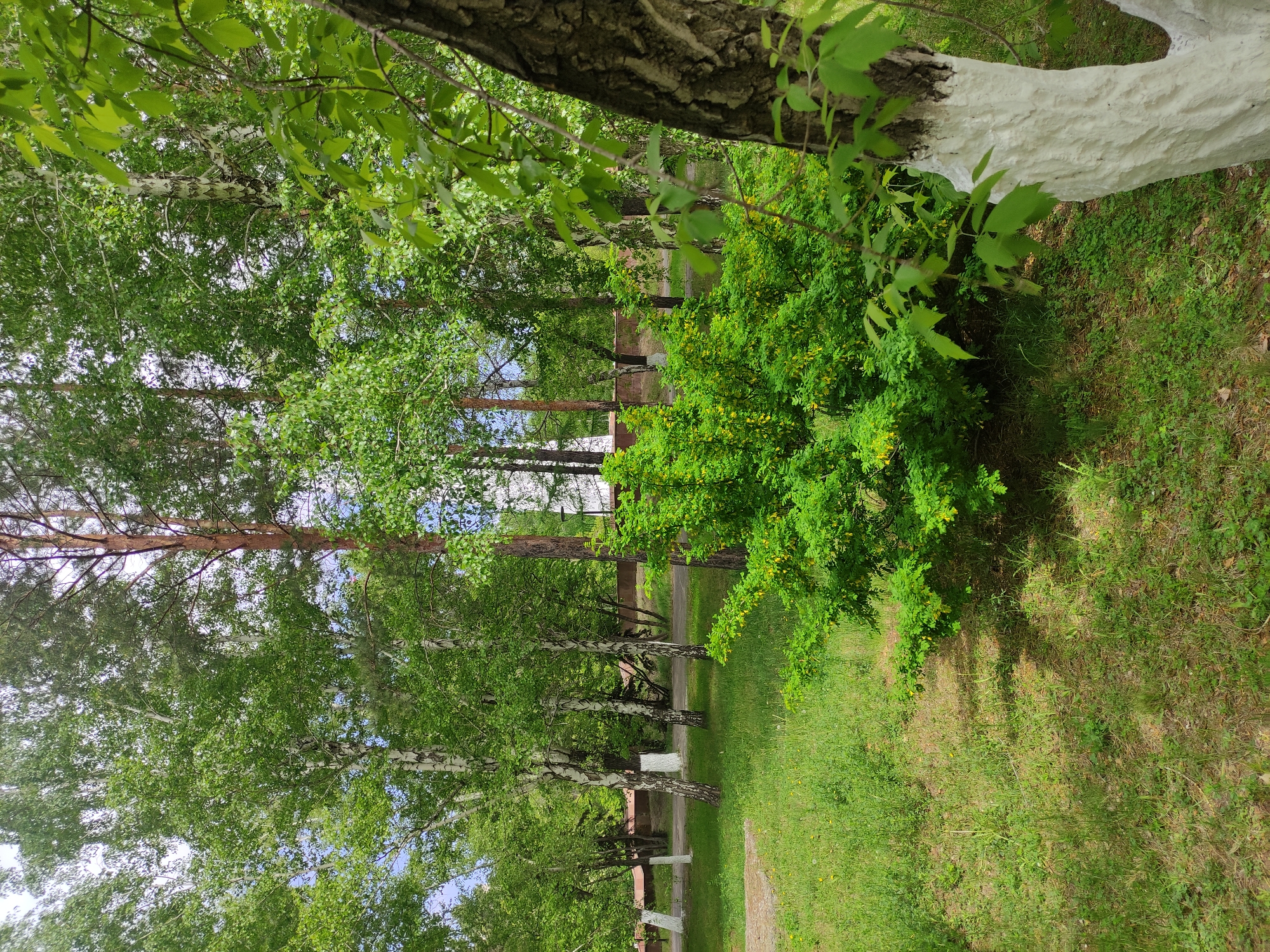 The image shows a park-like setting in what appears to be a residential area, possibly in Pavlodar, Kazakhstan. There is a line of trees, predominantly birch, along a walkway. Some trees have their lower trunks painted white. Green foliage and grass dominate the scene. In the background, structures resembling low buildings or fencing are visible, and interspersed amongst the birch trees, there are tall pine trees visible.