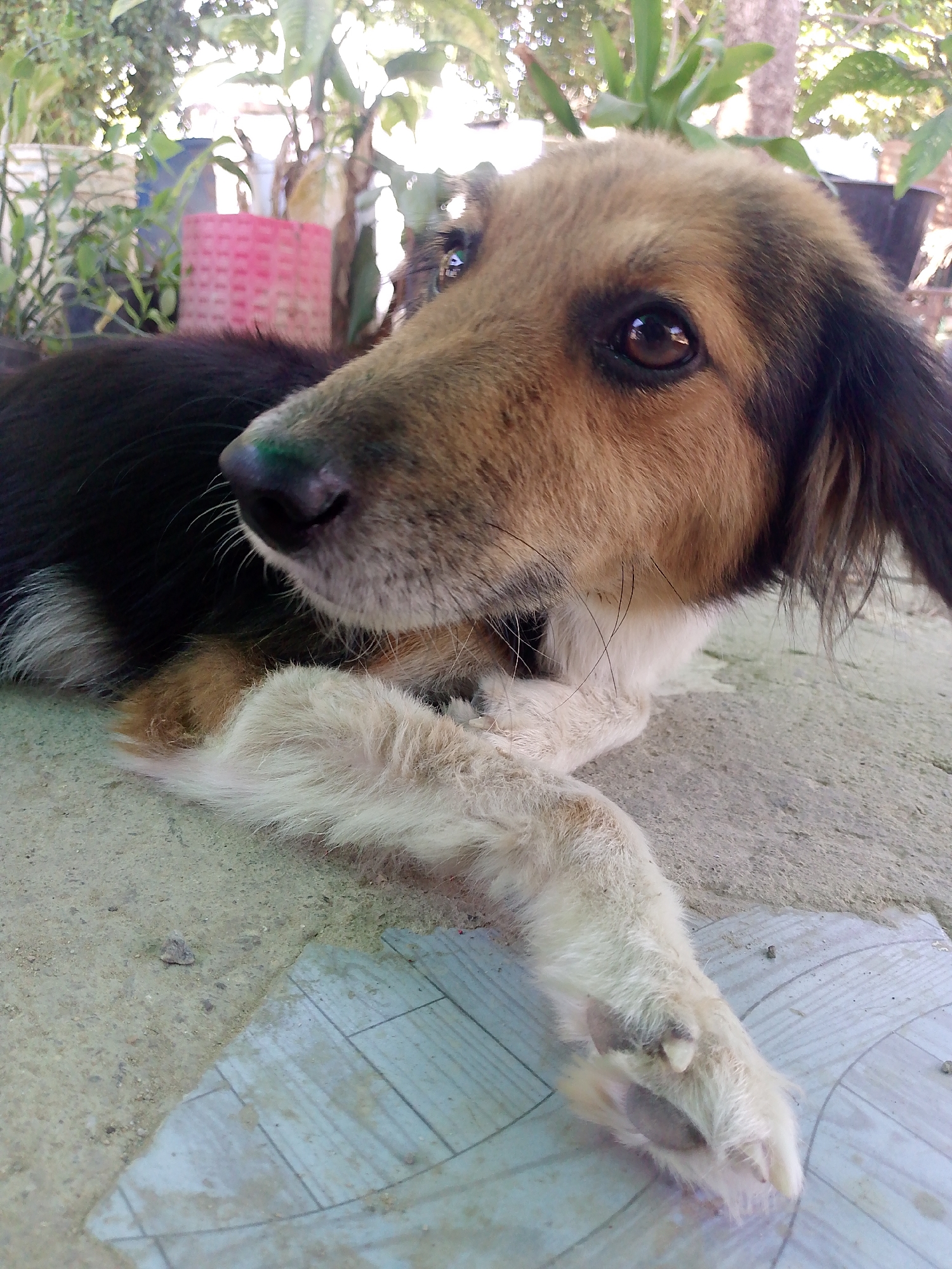 The image depicts a medium-sized dog lying on a concrete surface with a tile overlay in Juan Griego, Venezuela. The dog has brown and black fur on its body, a tan face, and white fur on its chest and paws. The dog's front paws are crossed. The background contains greenery, including plants in pots. A pink basket is also visible. The scene appears to be outdoors.