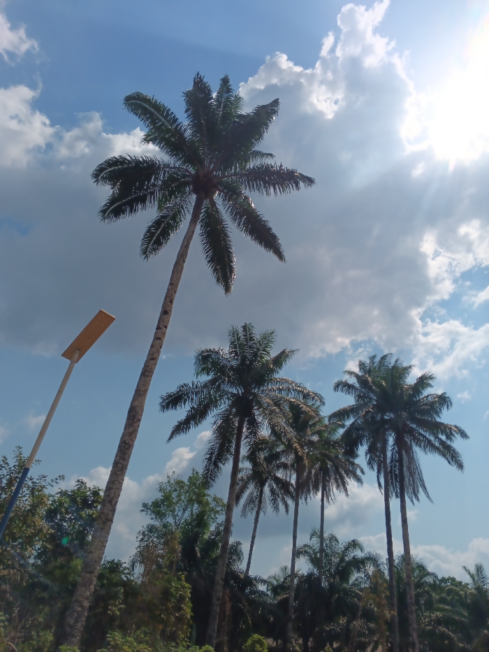 Palm trees dominate the scene under a partly cloudy sky. A tall, slender palm takes center stage, towering above other trees in the grove. Sunlight filters through the clouds, creating bright spots and lens flares. A light pole stands to the left of the central palm tree. Lush greenery forms the background, complementing the tropical vibe.