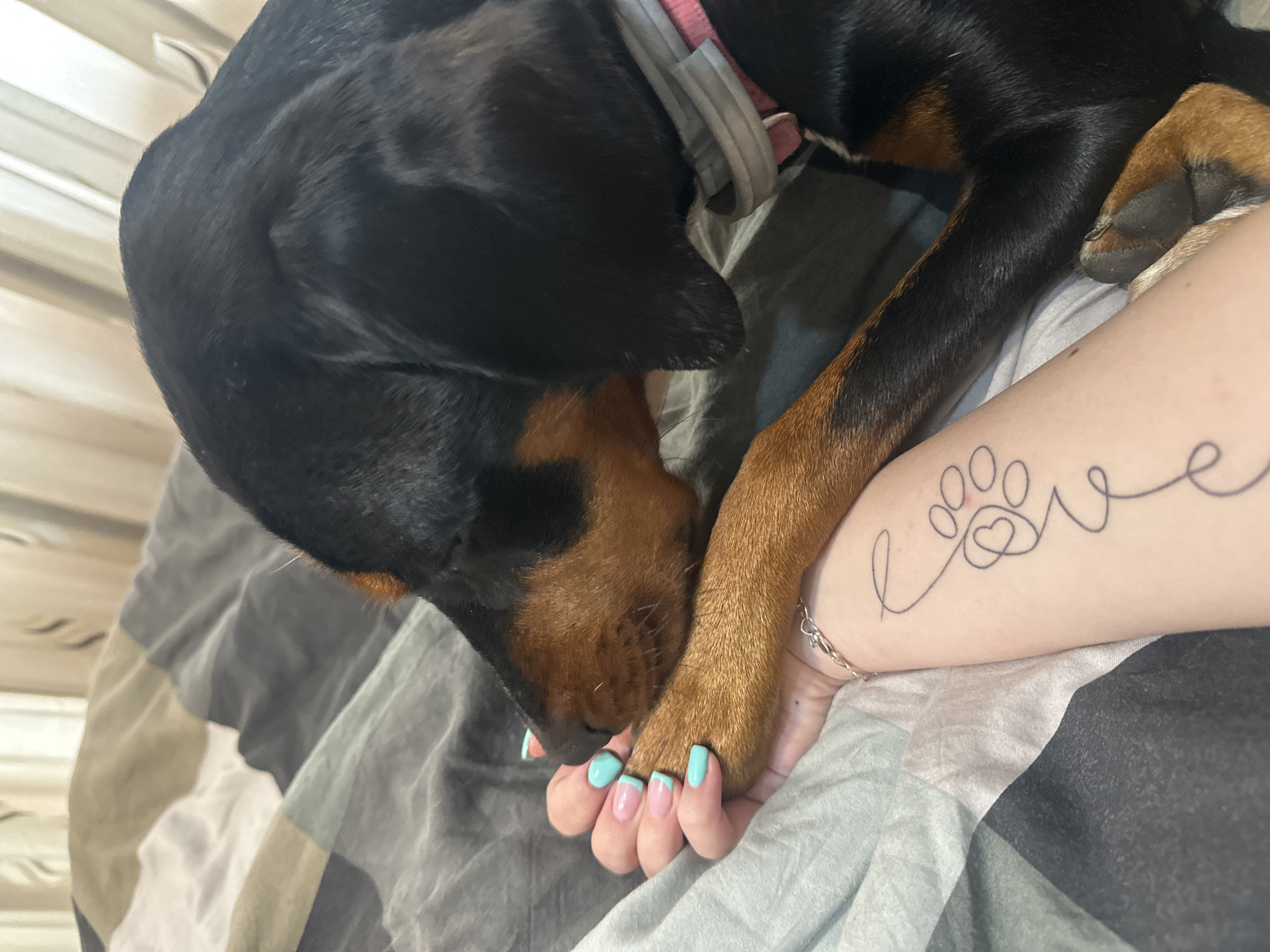 A close-up, high-angle shot depicts a black and tan dog resting on a person's arm. The dog's head is positioned near the person's hand, with its paw gently resting on the person's fingers, which have light blue and white manicured nails. The person's arm has a tattoo featuring a paw print with a heart inside, integrated into the word "love" written in cursive. The background consists of bedding with gray and white striped patterns. The location is not identifiable as Varna, Bulgaria.
