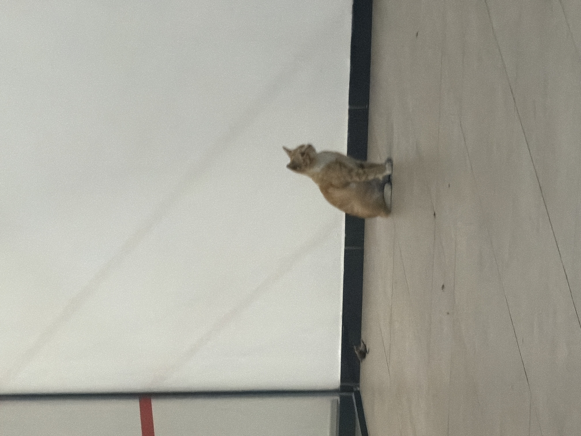 The image captures a blurry, light orange/brown and white cat sitting on a light-colored tiled floor. The cat is positioned on the right side of the frame, facing towards the left with its head slightly turned upwards, suggesting it is observing something. Adjacent to the cat on the right is a prominent dark, vertical structural beam or frame.
The background consists of a large, plain white wall, indicating an indoor or semi-enclosed setting, likely a modern commercial or public building in Kuala Lumpur, Malaysia. At the very bottom of the image, a dark horizontal beam or frame is visible, alongside a small red stripe in the lower-left corner.
The lighting is bright and uniform, suggesting a well-lit environment, possibly during the day. The cat appears calm and relaxed. There is no visible text within the image.