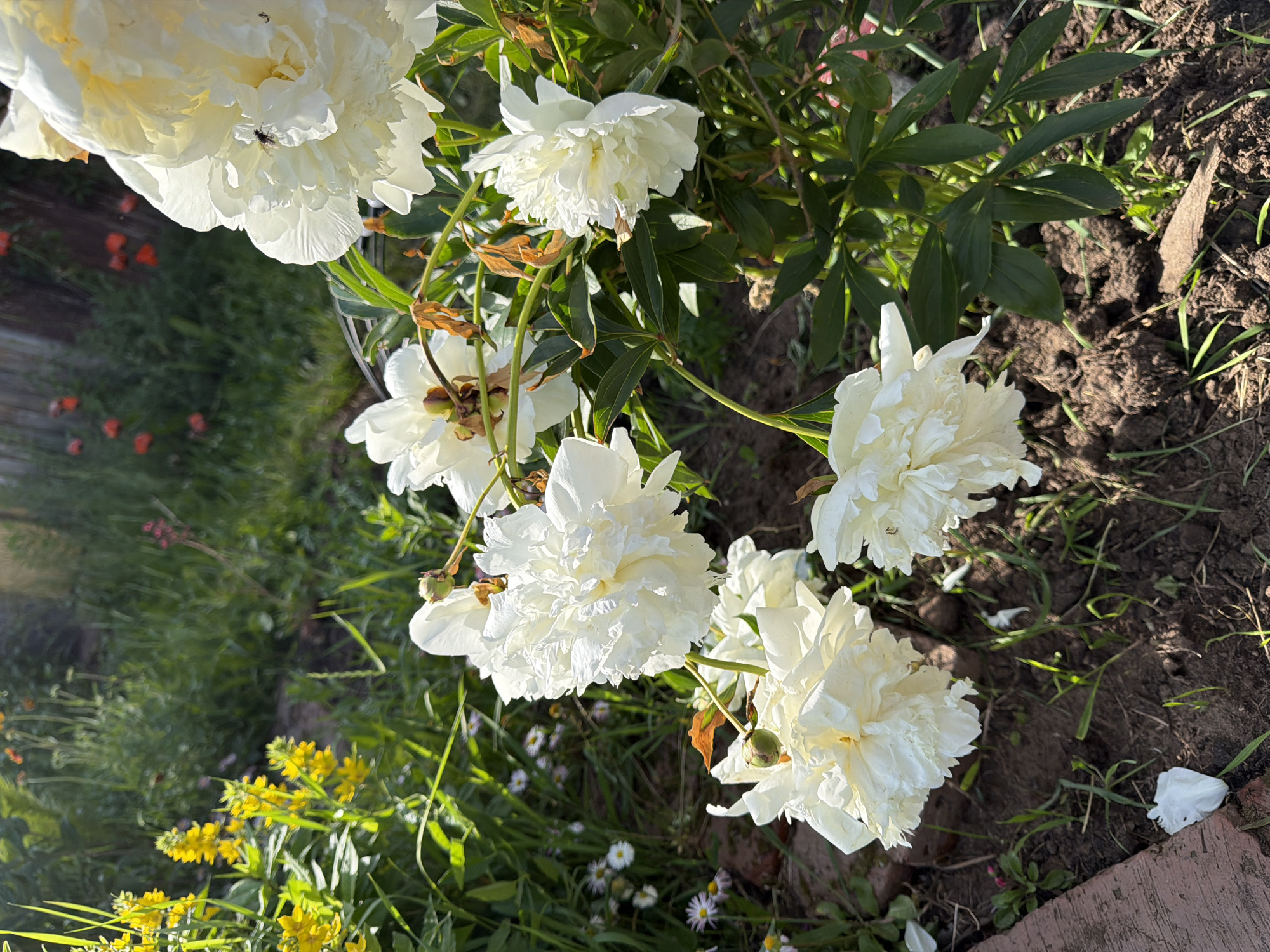 The image displays a close-up view of white peonies in bloom, set against a backdrop of green foliage and dark soil. The peonies are large and full, with many delicate petals. Some of the flowers are in full bloom, while others appear to be buds or just starting to open. A small insect can be seen on one of the petals. In the background, there are hints of yellow flowers and other greenery, suggesting a garden setting. The lighting indicates it is daytime, with sunlight casting shadows and highlighting the textures of the flowers and soil. The overall impression is one of natural beauty and tranquility. The setting appears to be an outdoor garden, possibly in Plamya, Russia, given the context provided. There is no visible text in the image.