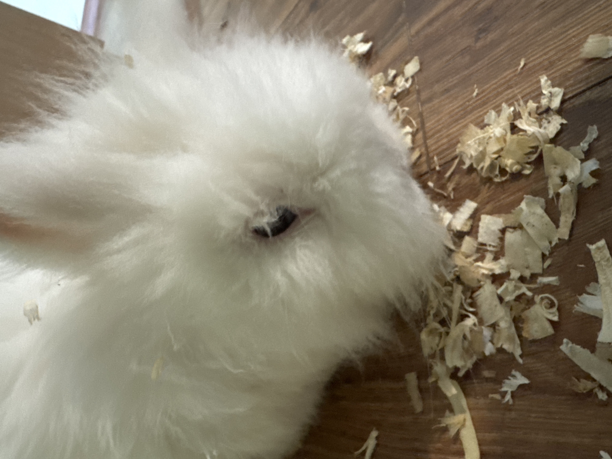A close-up photograph shows a white, fluffy rabbit partially visible on the left side, with its face and eye in focus. The rabbit appears to be near or interacting with wood shavings scattered across a wooden surface to the right of the frame. The environment suggests the rabbit may be in an indoor setting. There is no indication of the location being in Yana, Bulgaria.