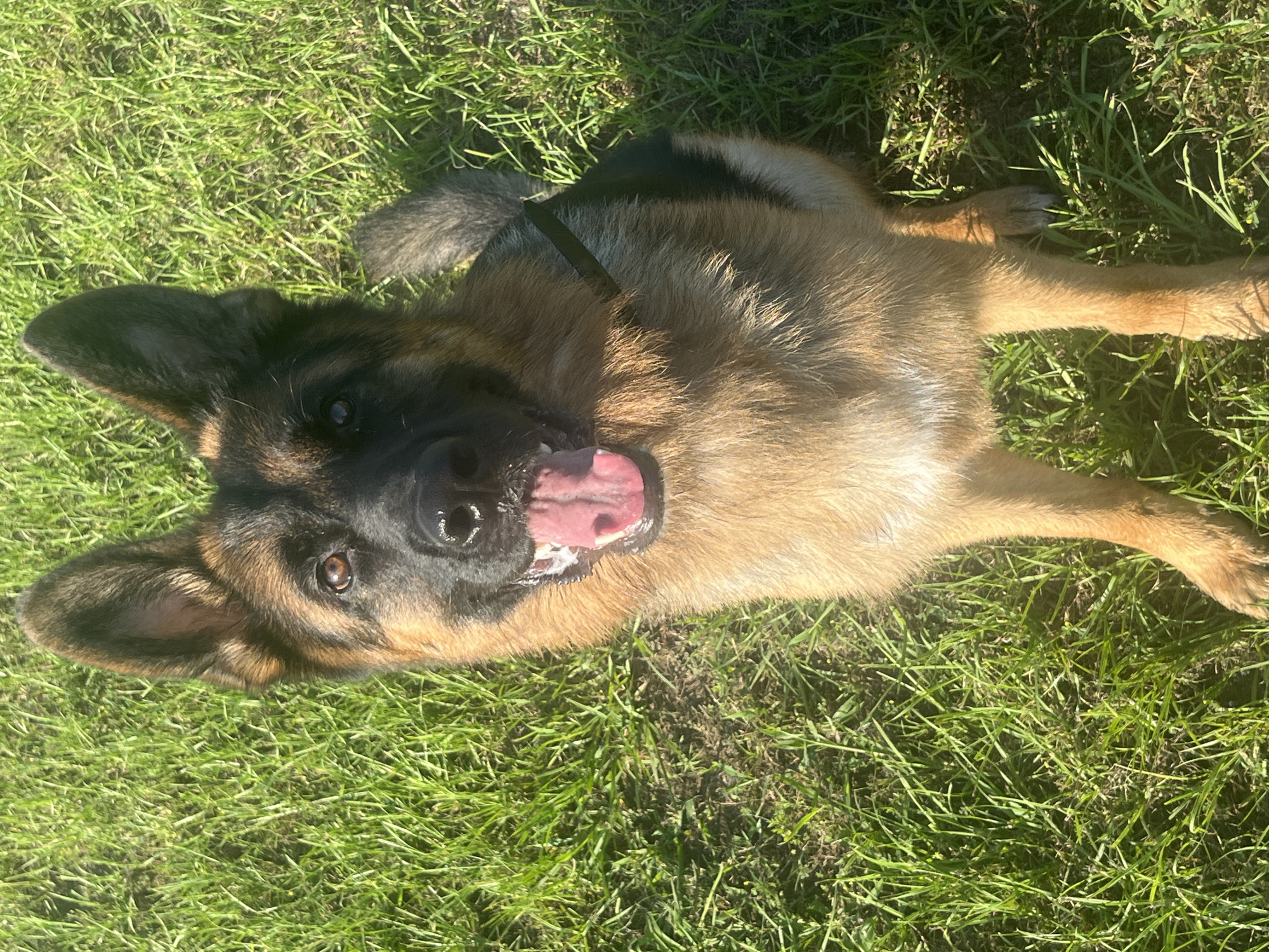 A German Shepherd dog with black and tan fur sits on a grassy lawn in Pooler, United States of America. The dog is looking directly at the camera with its tongue out and its mouth slightly open. The grass is green and appears to be well-maintained. The sun is shining, casting shadows on the grass.