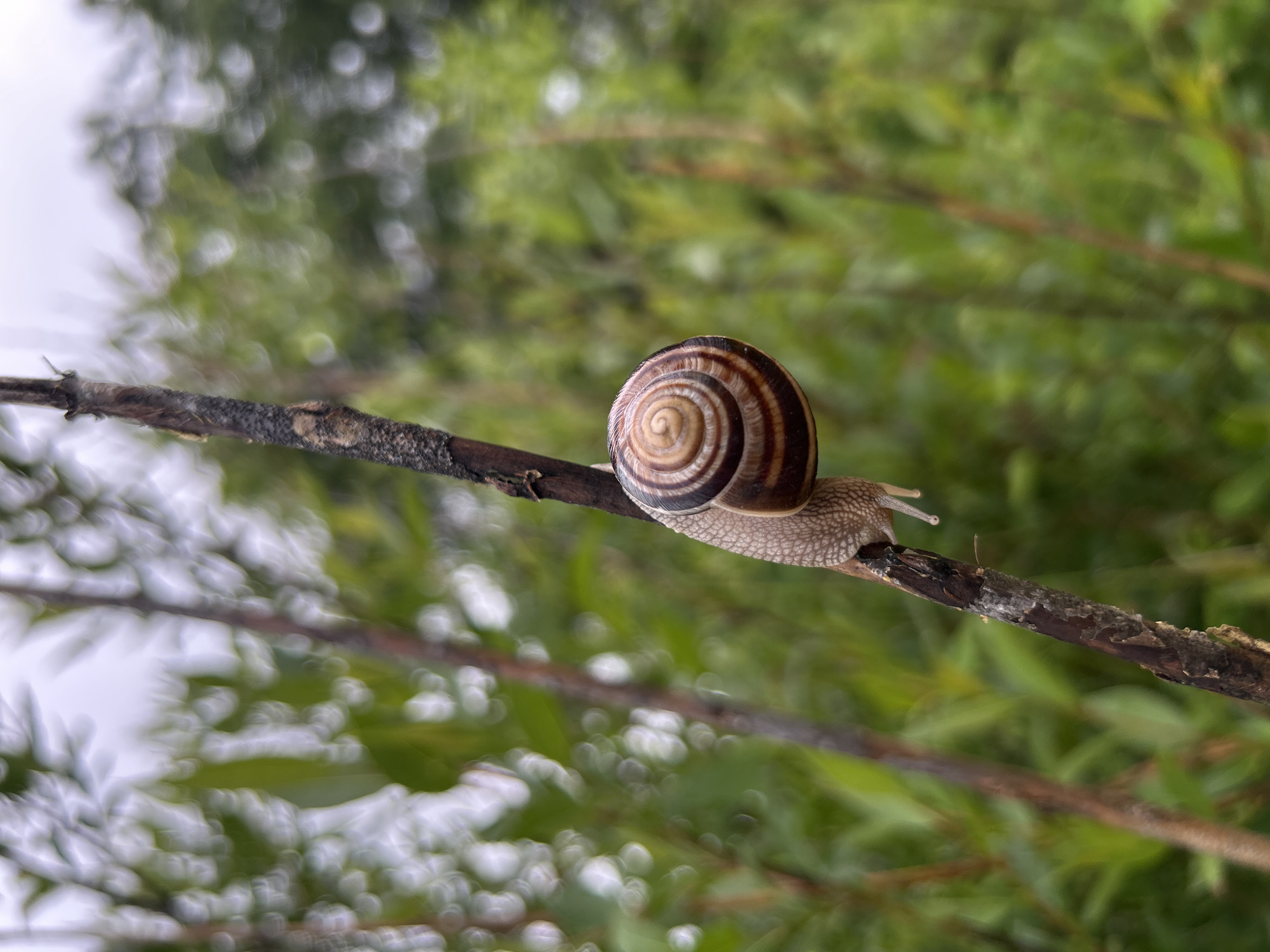 A snail is crawling along a thin, dark-colored branch. The snail has a light-colored body with a textured surface, and its shell is a spiral pattern of light and dark brown. The branch is surrounded by a blurred background of green foliage and bokeh, suggesting an outdoor environment. The location is Unknown, Unknown.