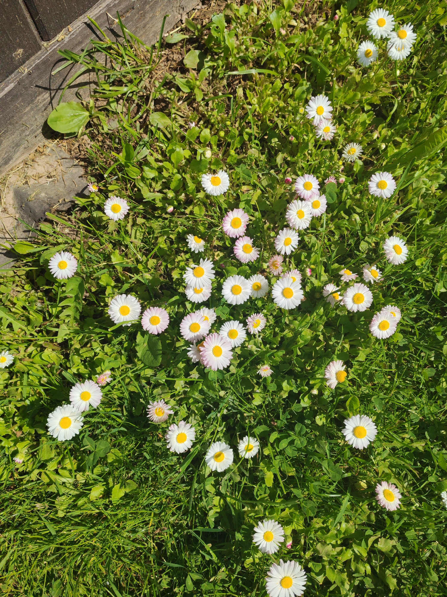 The image shows a patch of grass with numerous daisies blooming. The daisies have white petals and yellow centers. Some of the daisies have a slight pink tinge to their petals. The grass is green and interspersed with other small plants. A dark wooden or composite material edging is visible at the top left of the frame. The location is a grassy area, presumably within a garden or park, in the city of Unknown, Unknown. No people or actions are depicted. The lighting is bright, suggesting a sunny day.