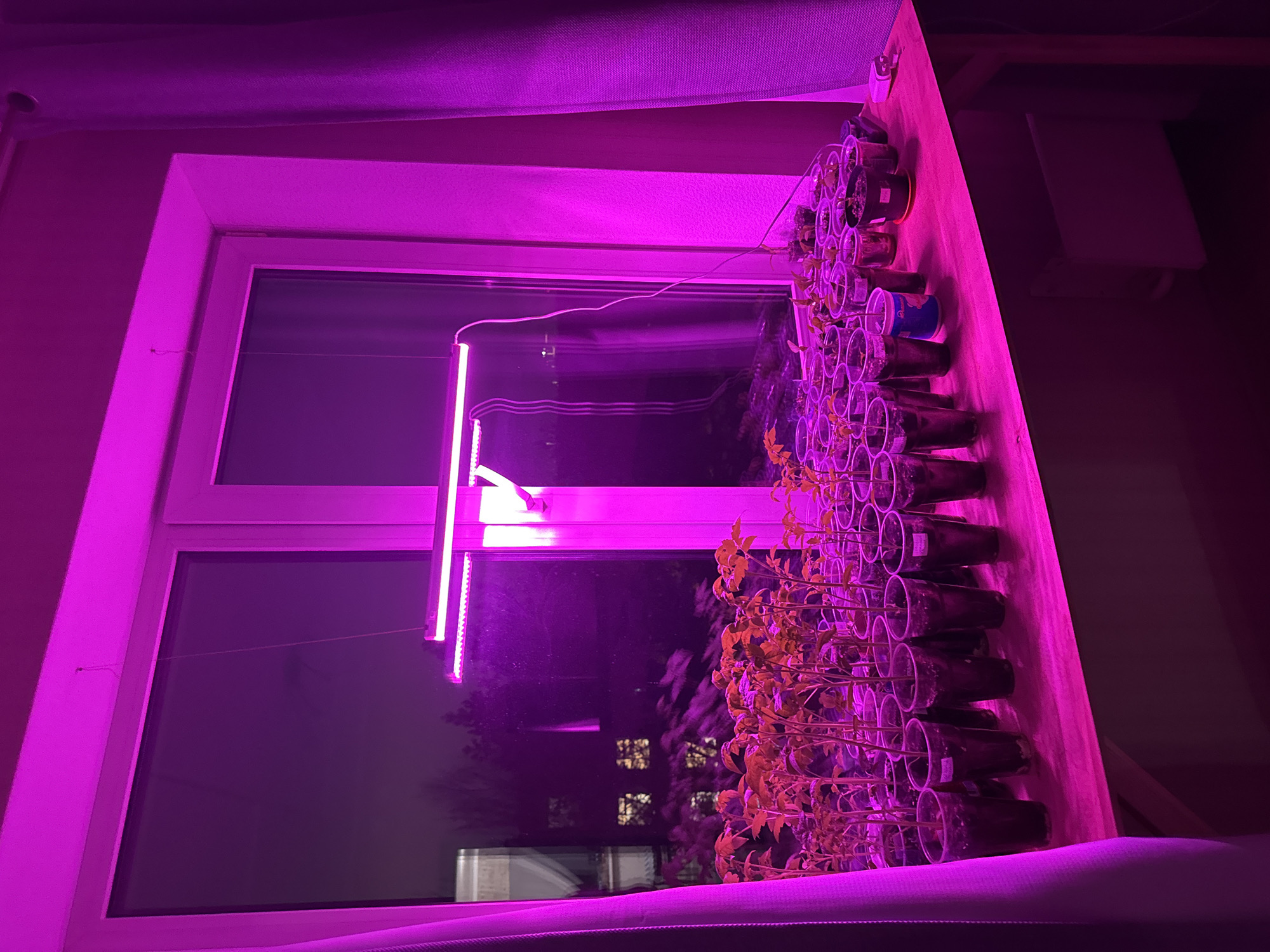 The image shows a window with a vertical hydroponic system. Clear plastic cups containing small plants are arranged in rows on a wooden board. A purple grow light illuminates the plants. Outside the window, the cityscape is visible, with illuminated windows of distant buildings, suggesting it is dusk or night. Based on the context (Perm, Russia), and the architecture visible, it is likely the picture was taken inside a home or apartment in Perm. No people are visible.