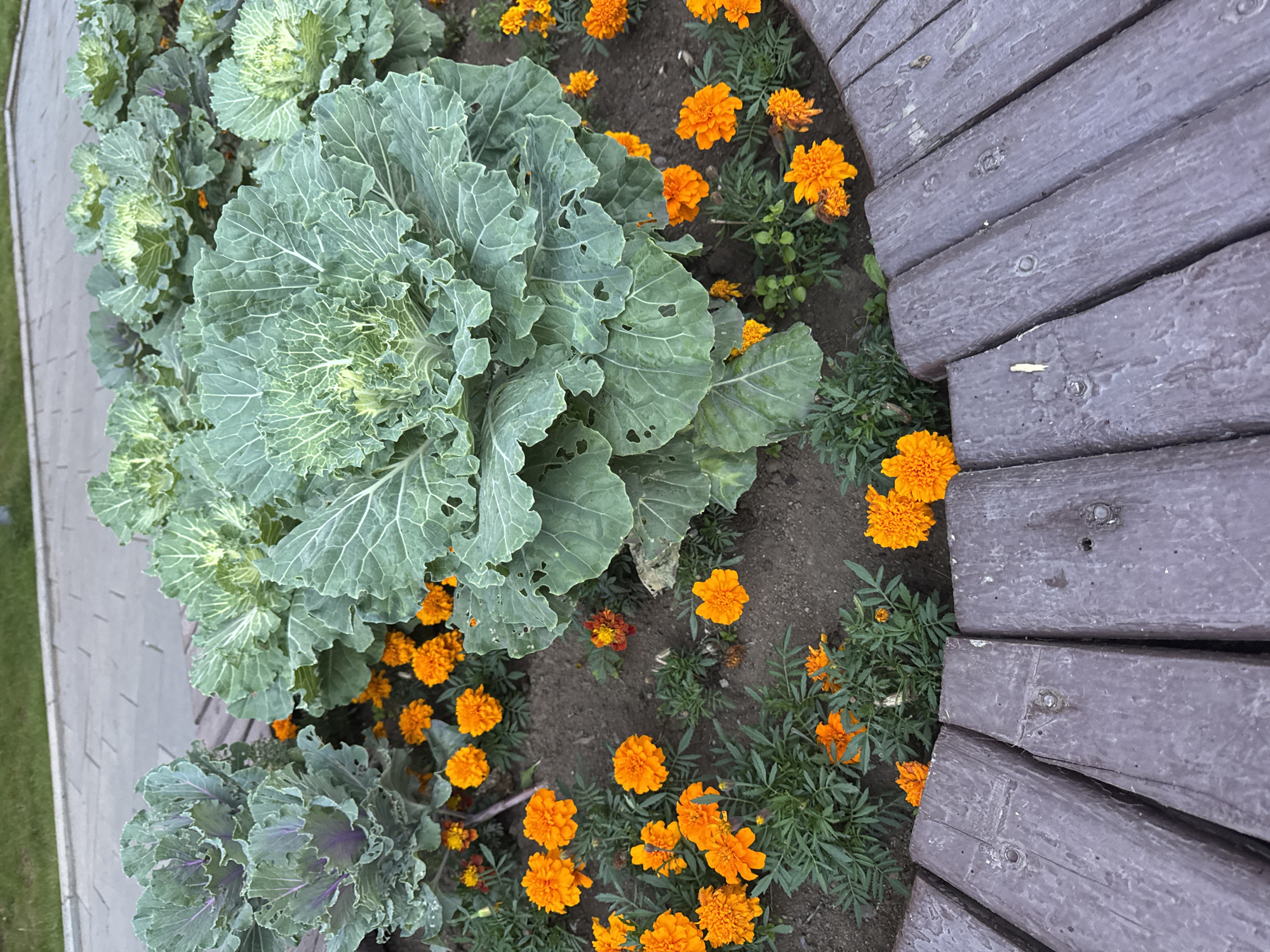 The image shows a close-up view of a flowerbed containing ornamental cabbage and marigolds. The ornamental cabbage plants are large and leafy, with ruffled leaves in shades of green and purple. They are interspersed with bright orange marigolds, which are in full bloom. The flowerbed is bordered by wooden planks, which appear to be weathered and dark brown. The ground is covered in dark soil. In the background, a paved walkway and green grass are visible. The scene suggests an outdoor public space, possibly a park or a garden. The image does not contain any people or animals. The lighting suggests it is daytime, possibly overcast, as there are no strong shadows. The location is identified as Yelizovo, Russia.
