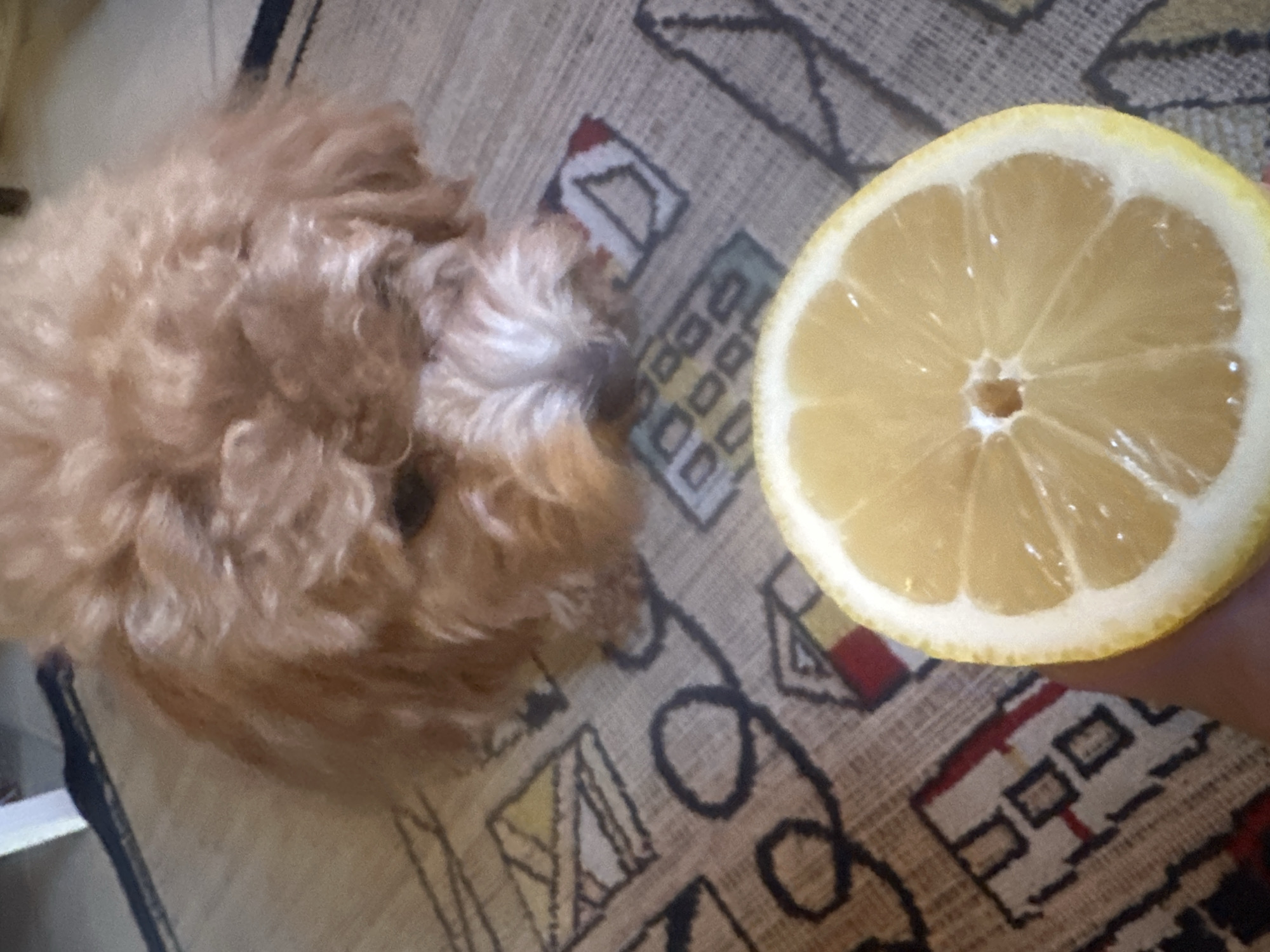 The image shows a close-up view of a light brown, curly-haired dog lying on a patterned rug. To the right of the dog, a person's hand holds a sliced lemon. The rug has a geometric pattern with various shapes and colors, including black, white, yellow, and red. The dog appears to be a small breed, possibly a poodle or a similar type, with its fur somewhat ruffled. The lemon slice is vibrant yellow with visible segments and a white rind. The lighting suggests an indoor setting, with no clear indicators of the time of day or weather conditions. The overall scene is casual and domestic. There is no visible text in the image.