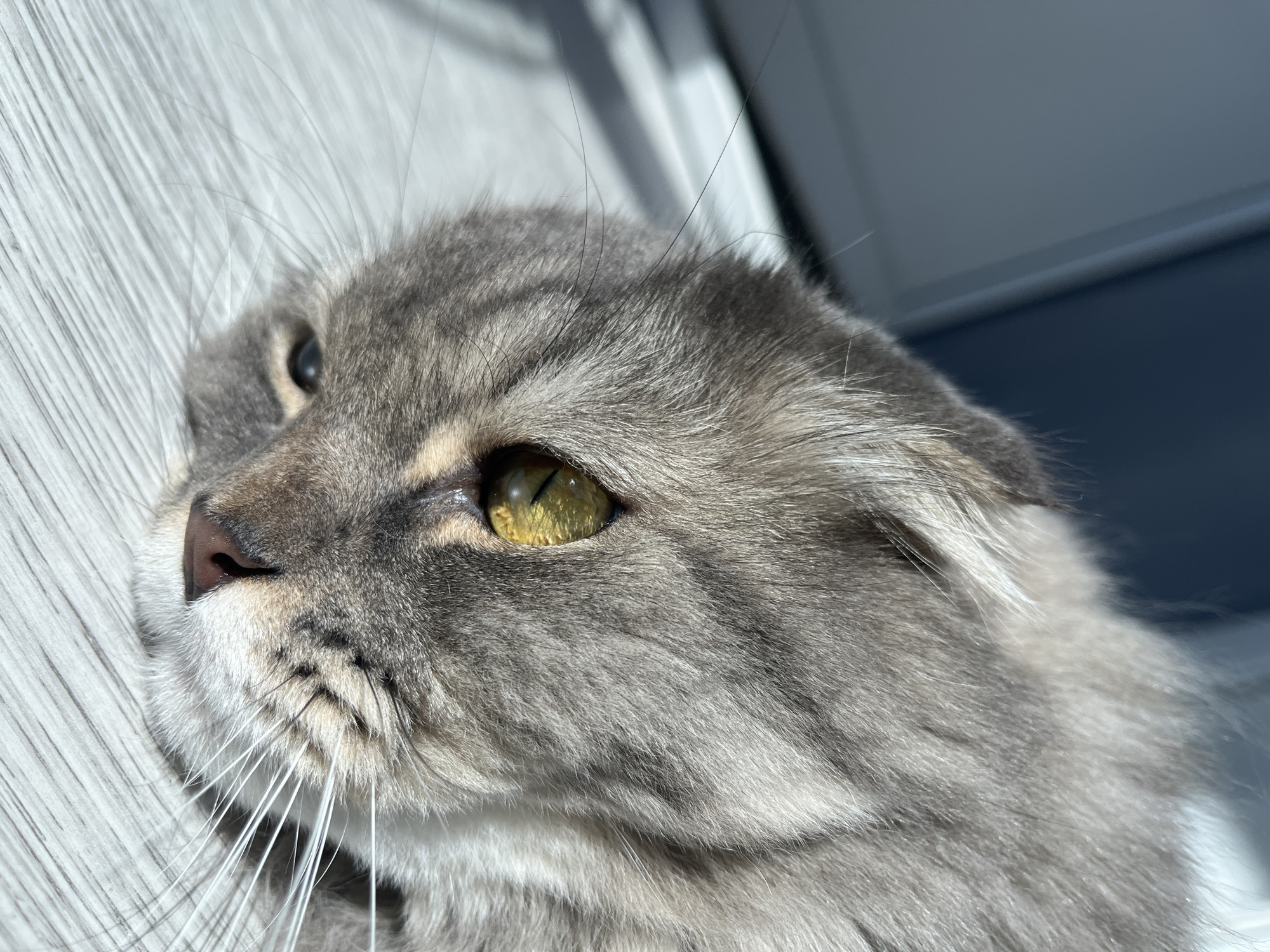 A close-up shot captures a domestic cat with grey and white fur lying on a light-colored, textured surface that appears to be wood flooring. The cat's head is turned to the left, with its left eye prominently visible. The eye is a striking yellow-green color with a vertical pupil. Sunlight casts strong shadows across the scene, highlighting the texture of the cat's fur and the surface beneath it. The background is blurred, showing dark blue and grey tones, possibly indicating a wall or furniture. There are no people or other animals in the frame, and the focus is entirely on the cat's face and immediate surroundings.