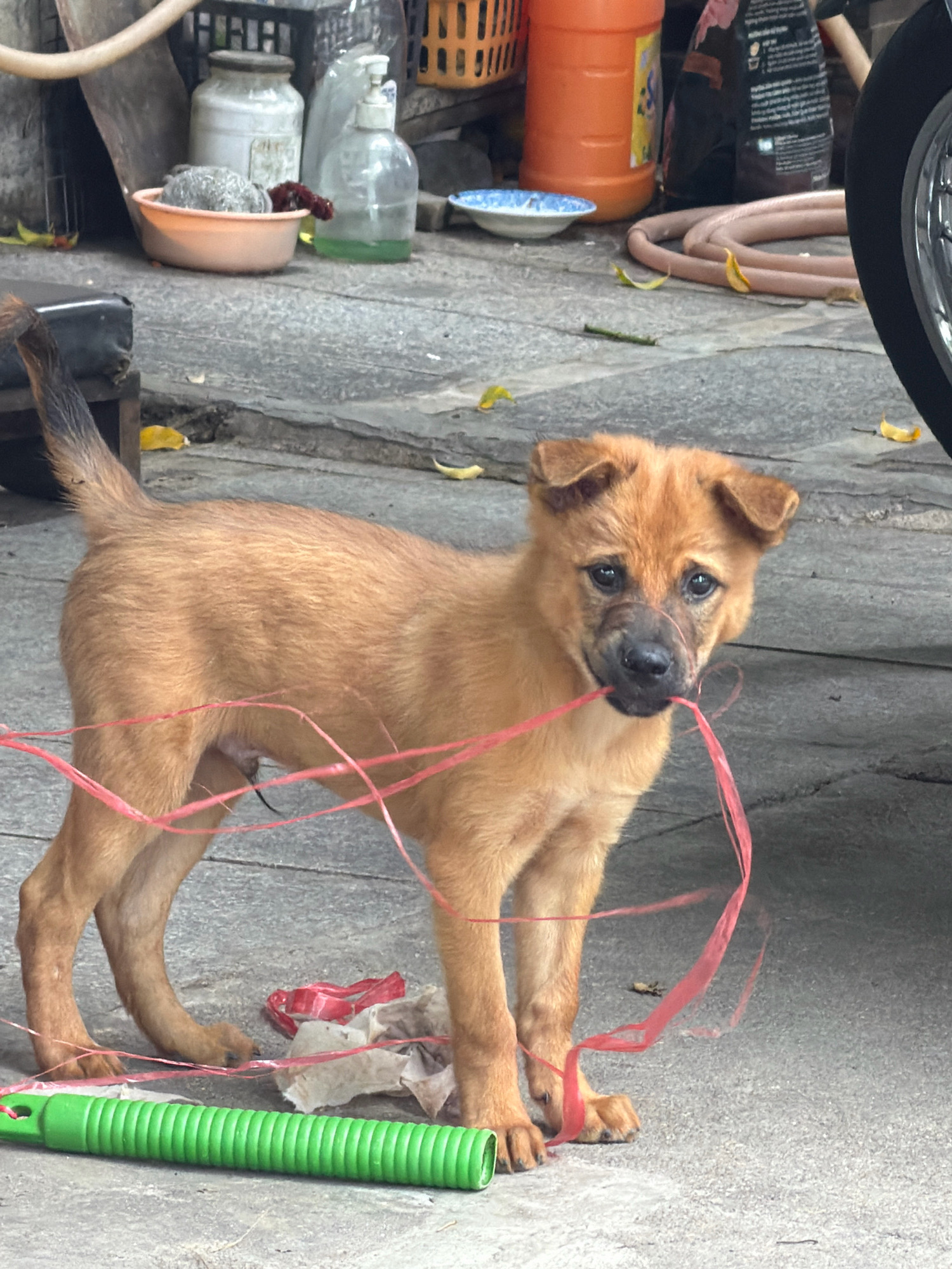 A medium shot, eye-level, outdoor, natural light photograph shows a young, light brown dog playing with a red plastic ribbon in an urban setting that has been identified as Nha Trang, Vietnam. The dog is facing the camera, with its mouth around the ribbon, and its head is tilted slightly. Its fur is short and appears somewhat matted. The dog's eyes are dark and alert. A red plastic ribbon is draped around the dog's neck and is also held in its mouth. A green plastic object with ribbed texture lies in the foreground, just in front of the dog. The background is a mixture of paved ground, some concrete, and various objects including a large orange container, a blue and white patterned plate, a clear plastic bottle with a pump dispenser, a white ceramic jar, a black plastic object that could be part of a chair or table, and the tire and wheel of a vehicle. The scene appears to be an outdoor area, possibly a sidewalk or alleyway, with evidence of everyday urban life.