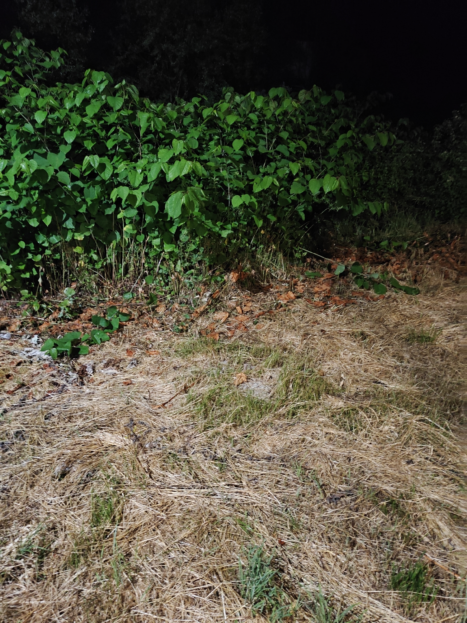 This image shows a dense thicket of green leafy plants, likely Japanese knotweed, bordering a dry, grassy area covered with dead leaves and straw. The scene is illuminated by artificial light, creating harsh shadows and a somewhat eerie atmosphere. The environment appears to be a natural setting, possibly a roadside verge or an undeveloped area within or on the outskirts of the city of Smolyan, Bulgaria. There are no people or discernible human activity present in the image. The focus is on the contrast between the vibrant green foliage and the dry, decaying ground cover, with the dark background suggesting it is nighttime or a heavily shaded area.