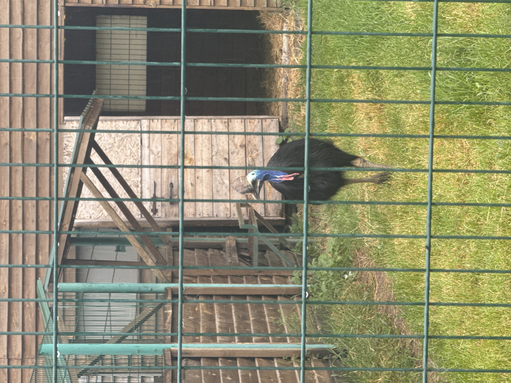 A cassowary stands in a grassy enclosure behind a green metal fence. The bird is black with a blue neck and a red wattle. A wooden structure, possibly a shelter, is visible in the background. The ground is covered in grass with some patches of dirt. The scene appears to be in a zoo or wildlife park, possibly located in the city of Zaliznychne, Ukraine, though this specific location cannot be definitively confirmed from the image alone.