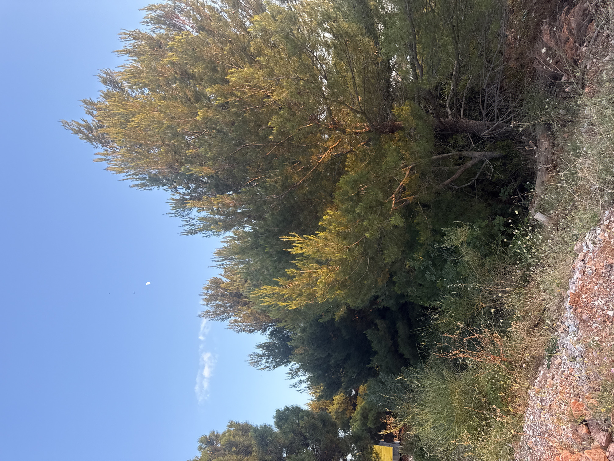 The image shows a view of trees and vegetation on a rocky slope, with a clear blue sky in the background. The trees are lush and green, with sunlight filtering through their branches, casting a warm glow. In the sky, there is a small white object, possibly a parachute or a kite, and two very small dark objects, perhaps birds or insects. A wispy white cloud is also visible in the sky. The foreground is filled with dense foliage and dry grass, interspersed with small white flowers and pebbles. The rocky ground on the right side of the image suggests an outdoor, possibly coastal or mountainous, environment. The lighting indicates it is daytime, likely late afternoon or early morning due to the angle of the sun. The overall impression is of a natural, serene landscape. No text is visible in the image.