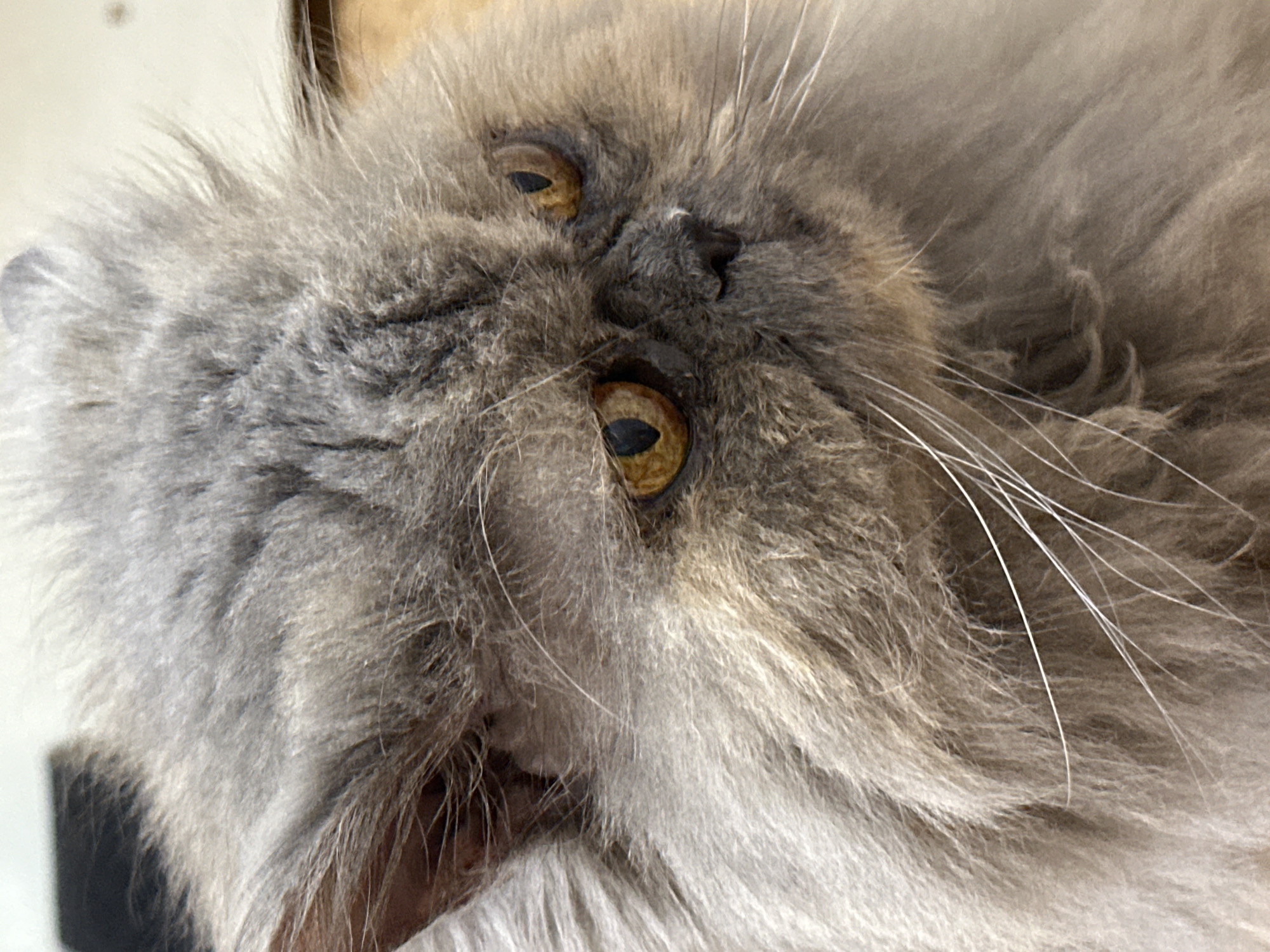 This is a close-up, indoor, eye-level shot of a Persian cat's face. The cat has long, fluffy grey fur and amber eyes. The cat's face is angled to the right, and its ears are visible. The background is blurred and appears to be a neutral color. There is no information about the location in the city of Chaikovsky, Russia, in the image.
