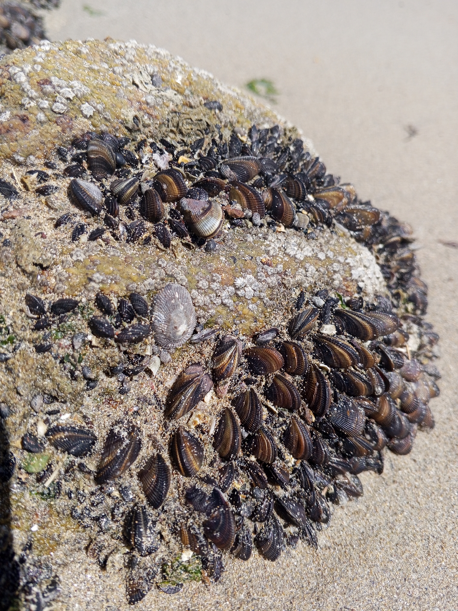 Close-up image of a rock covered in small mussels and barnacles on a sandy beach. The rock is primarily tan and appears to be textured with coarse sand and shell fragments. The mussels are dark brown to black, tightly packed together, and mostly oriented in the same direction. Several larger, flatter shells are also visible among the mussels and barnacles. The sand surrounding the rock is fine and light tan. The location, Juan Griego, Venezuela, cannot be verified from the image alone.