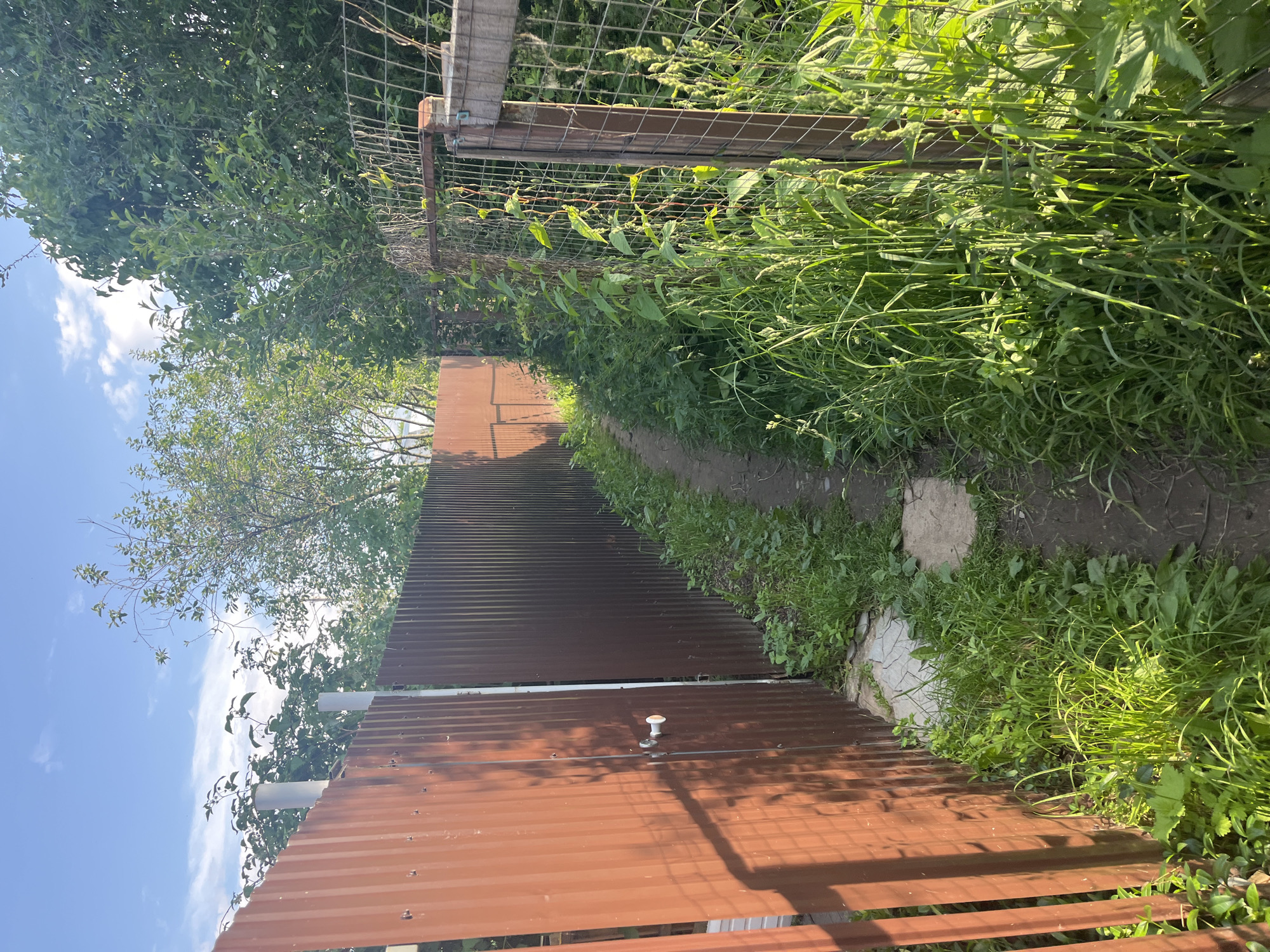 The image shows a narrow, dirt path winding between a brown corrugated metal fence and overgrown green vegetation. The fence runs along the left side of the path, appearing to enclose a property. The vegetation, consisting of tall grasses and weeds, grows on the right side of the path and extends over a portion of a wooden and wire fence at the top of the image. The path is worn, suggesting regular use. In the distance, trees with green leaves are visible above the fence. The sky is blue with scattered white clouds. The scene appears to be outdoors during the daytime, likely in a rural or suburban setting. The sun is casting shadows, indicating it is likely mid-morning or afternoon. There is no visible text in the image. The overall impression is one of a slightly neglected but natural outdoor space.