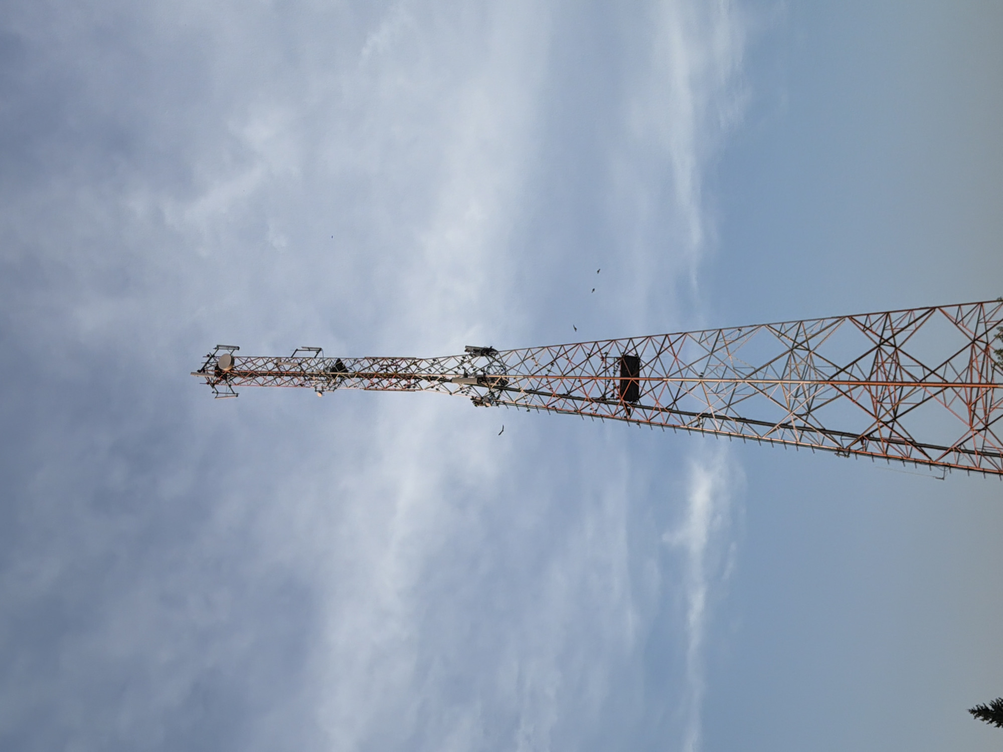 A tall, lattice cell tower with orange and silver supports rises against a pale blue sky with wispy white clouds. The tower is equipped with multiple antennas and appears to be operational. Several birds are visible in flight around the tower, with some perched on its structure. The base of the tower is not fully visible, but a small portion of a dark green evergreen tree is present in the lower left corner. The scene suggests an outdoor setting in or near the village of Vikulovo, Russia.